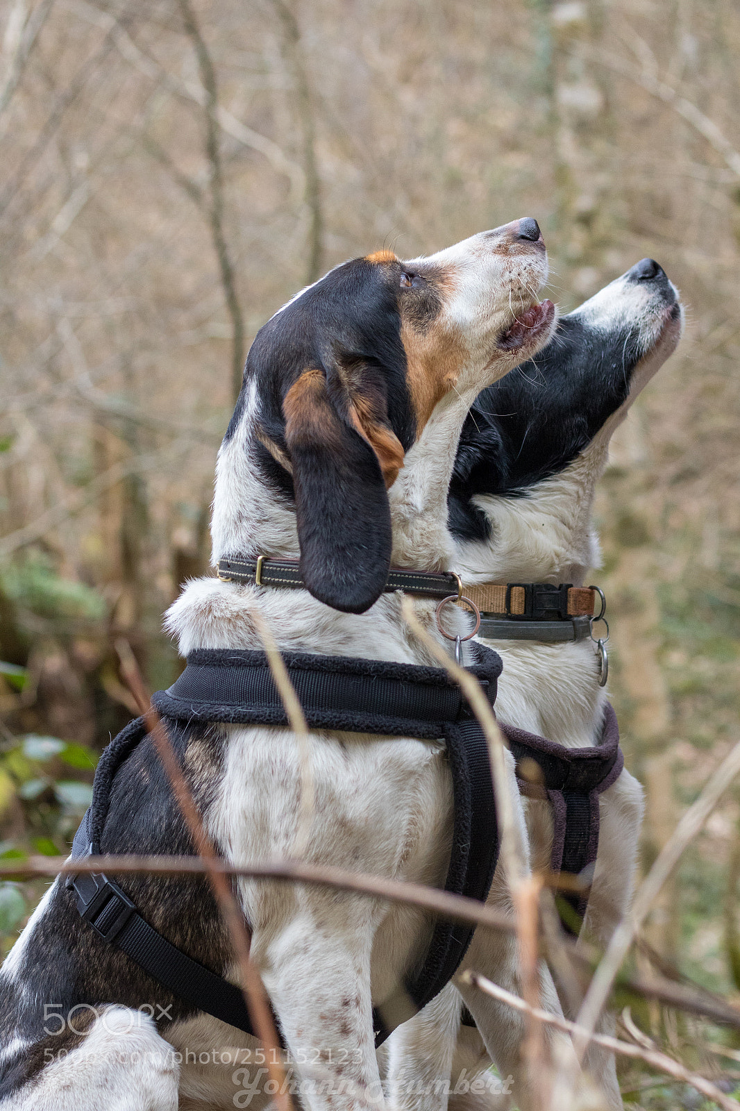Canon EOS 750D (EOS Rebel T6i / EOS Kiss X8i) sample photo. Dogs photography