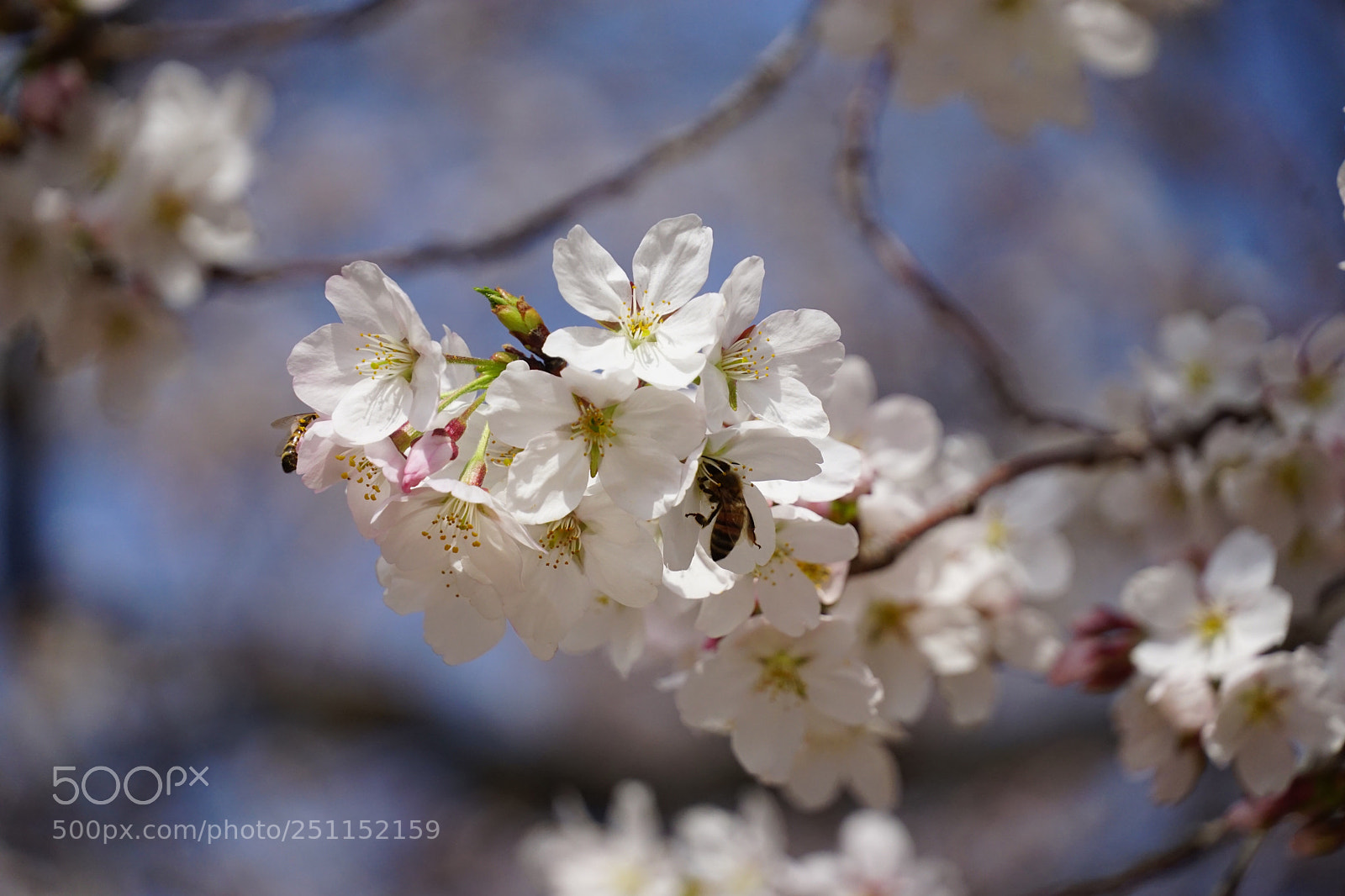 Sony a6000 sample photo. Cherryblossom photography