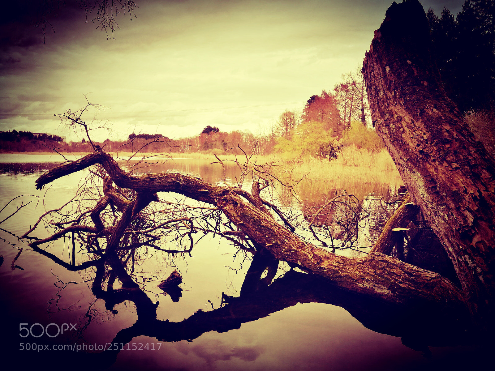 HUAWEI P9 sample photo. Water and trees. photography