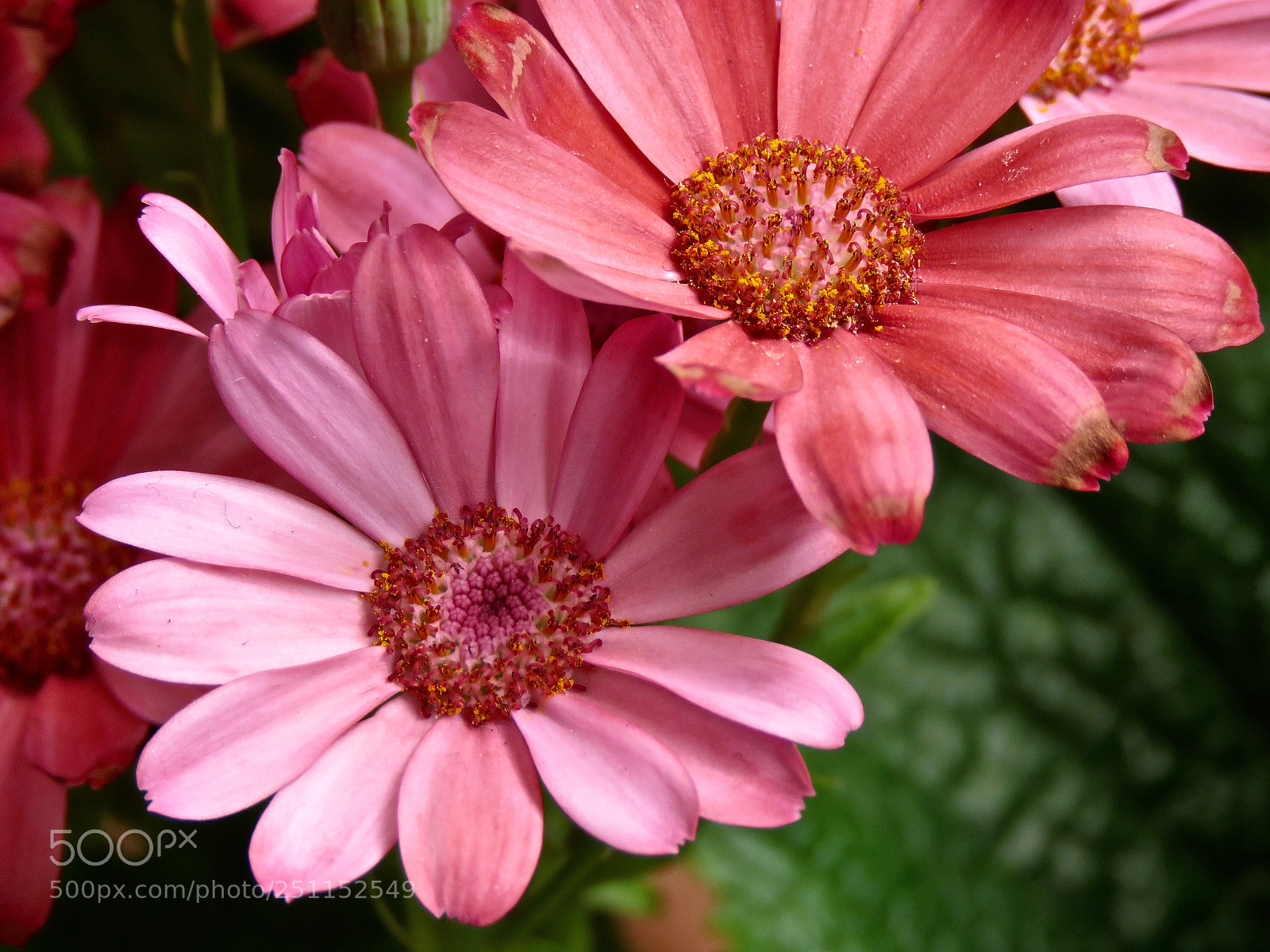 Canon PowerShot SX60 HS sample photo. Sacred geometry photography