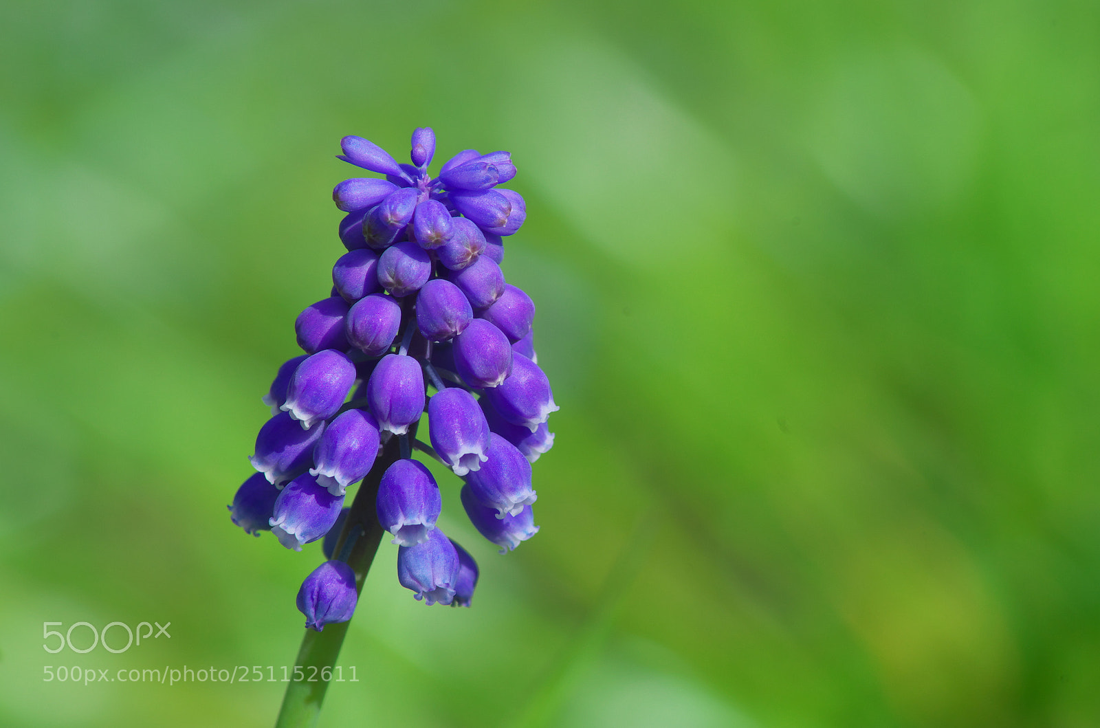 Pentax K-30 sample photo. Muscari photography