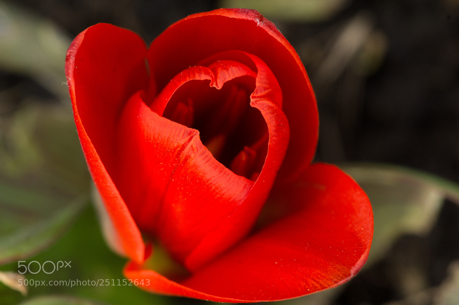 Sony SLT-A77 sample photo. Tulip photography
