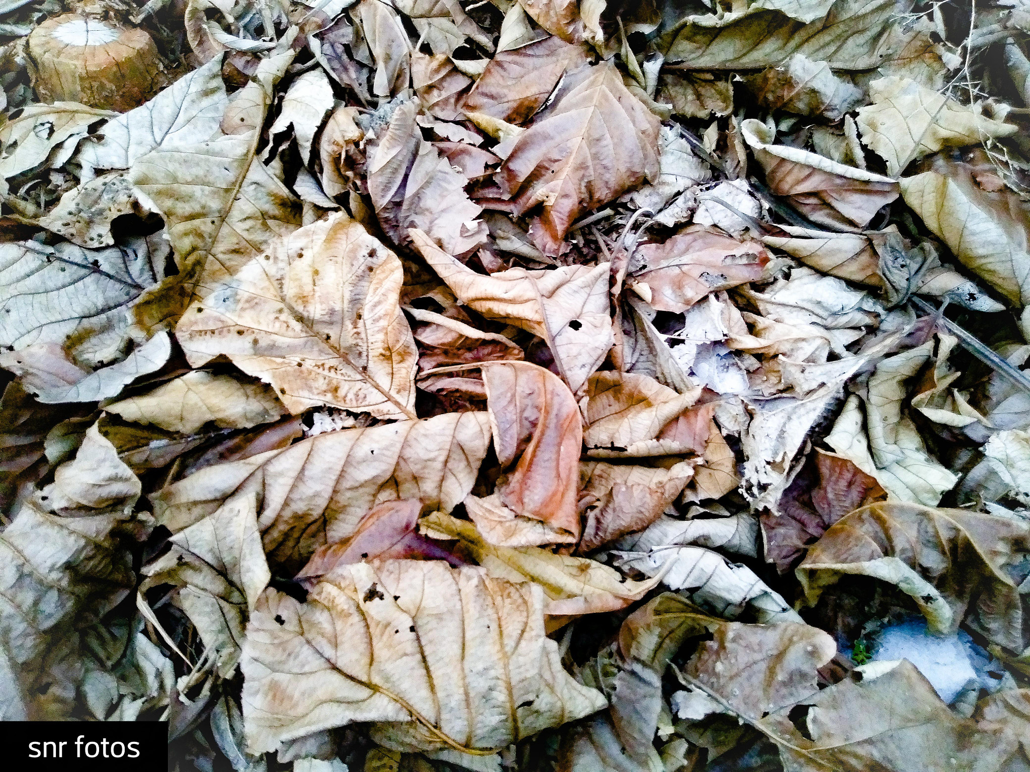 LG Q6 sample photo. Fallen... photography