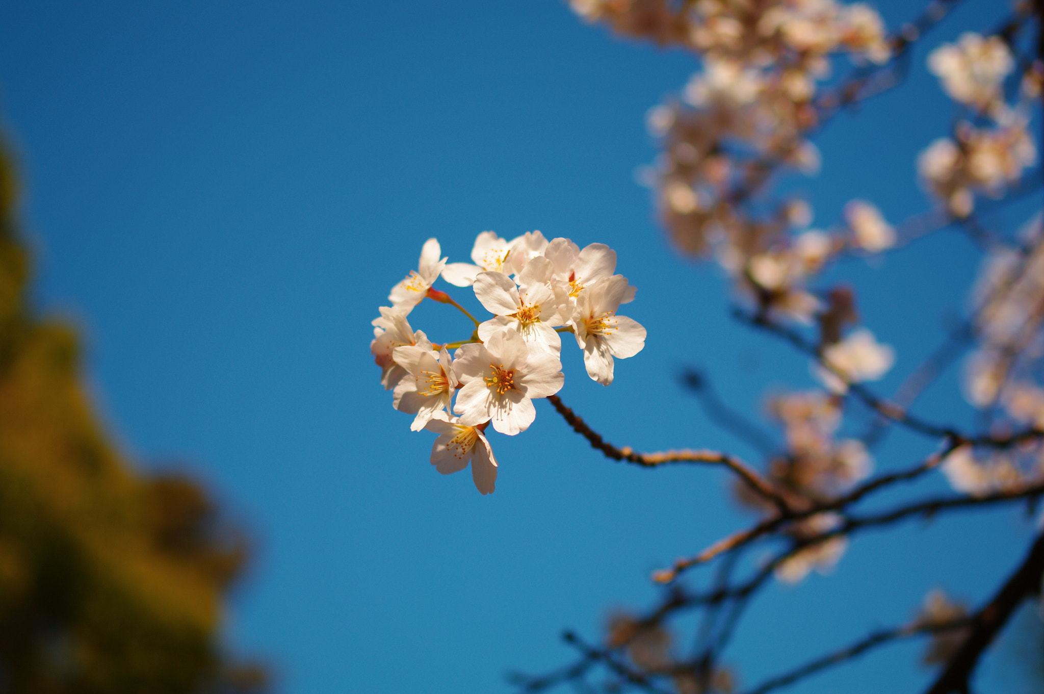 Pentax K-7 sample photo. Cherry blossoms photography