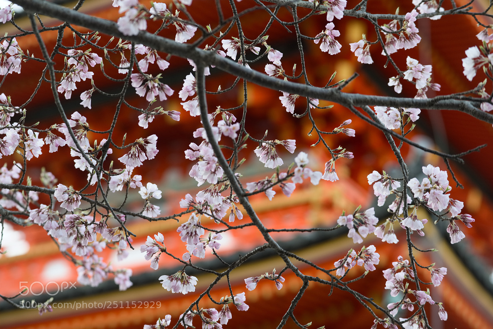 Nikon D810 sample photo. Flowing sakura photography