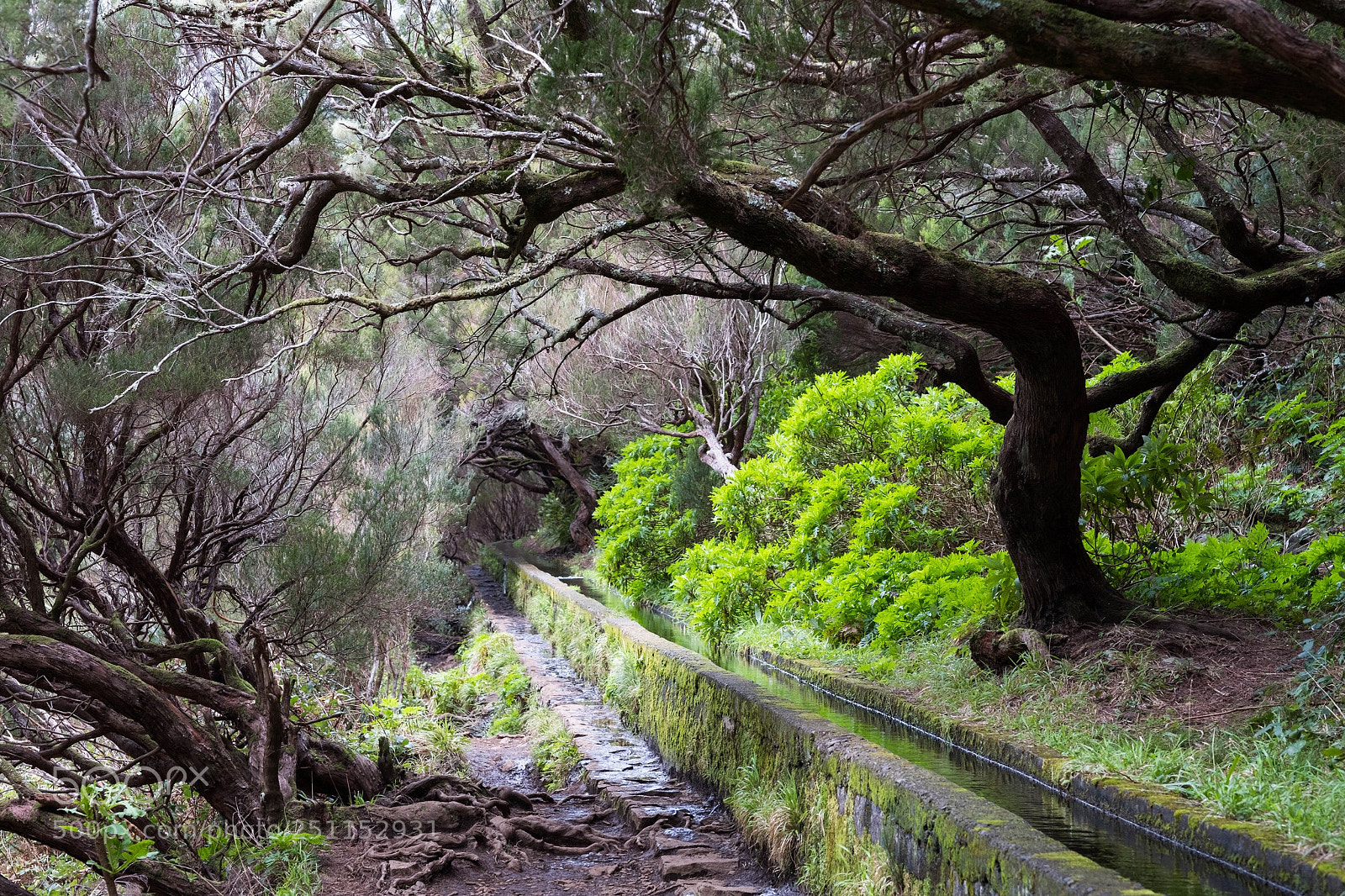 Fujifilm X-T20 sample photo. Levada photography