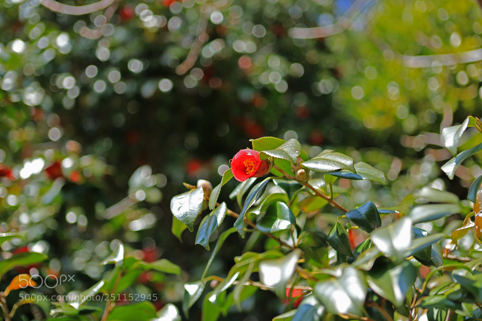 Canon EOS 6D Mark II sample photo. Red bulb photography