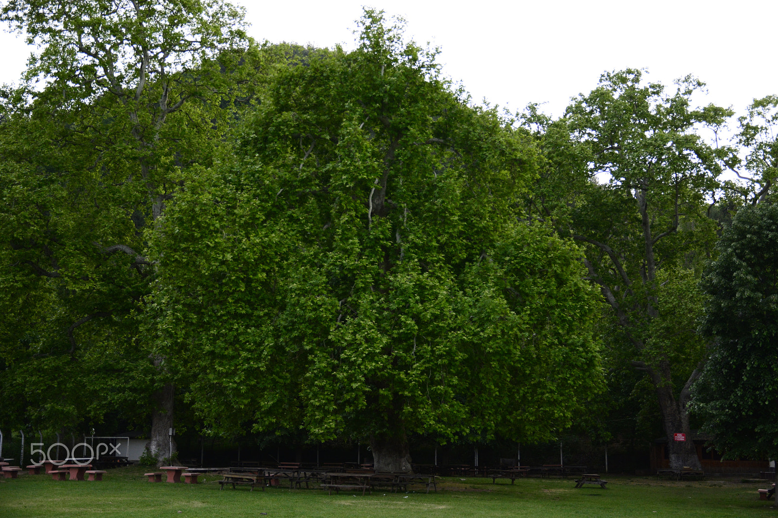 Sigma 17-70mm F2.8-4 DC Macro OS HSM | C sample photo. Centuries-old plane tree photography