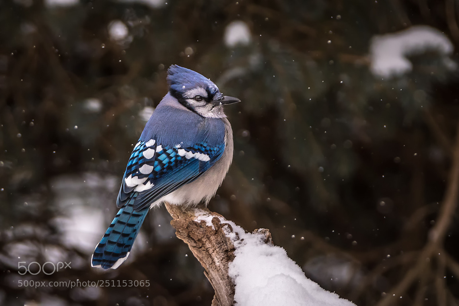 Nikon D500 sample photo. Blue jay in winter photography