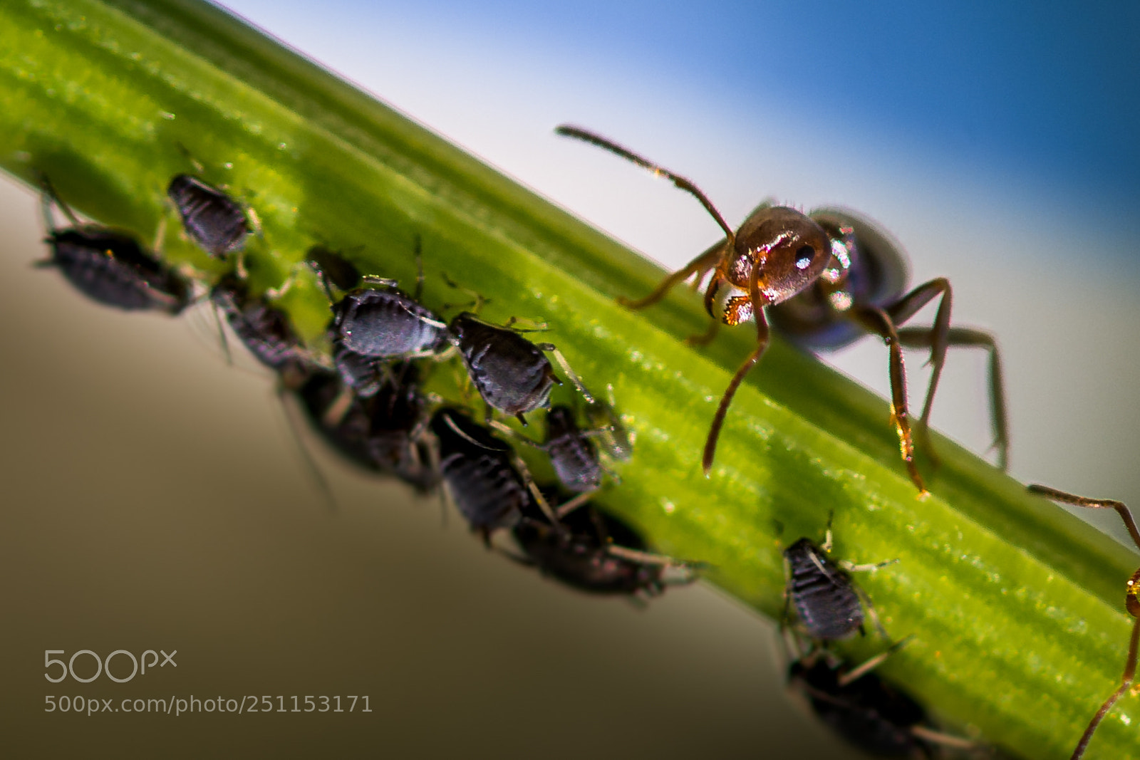 Nikon D7200 sample photo. Ant and aphids photography