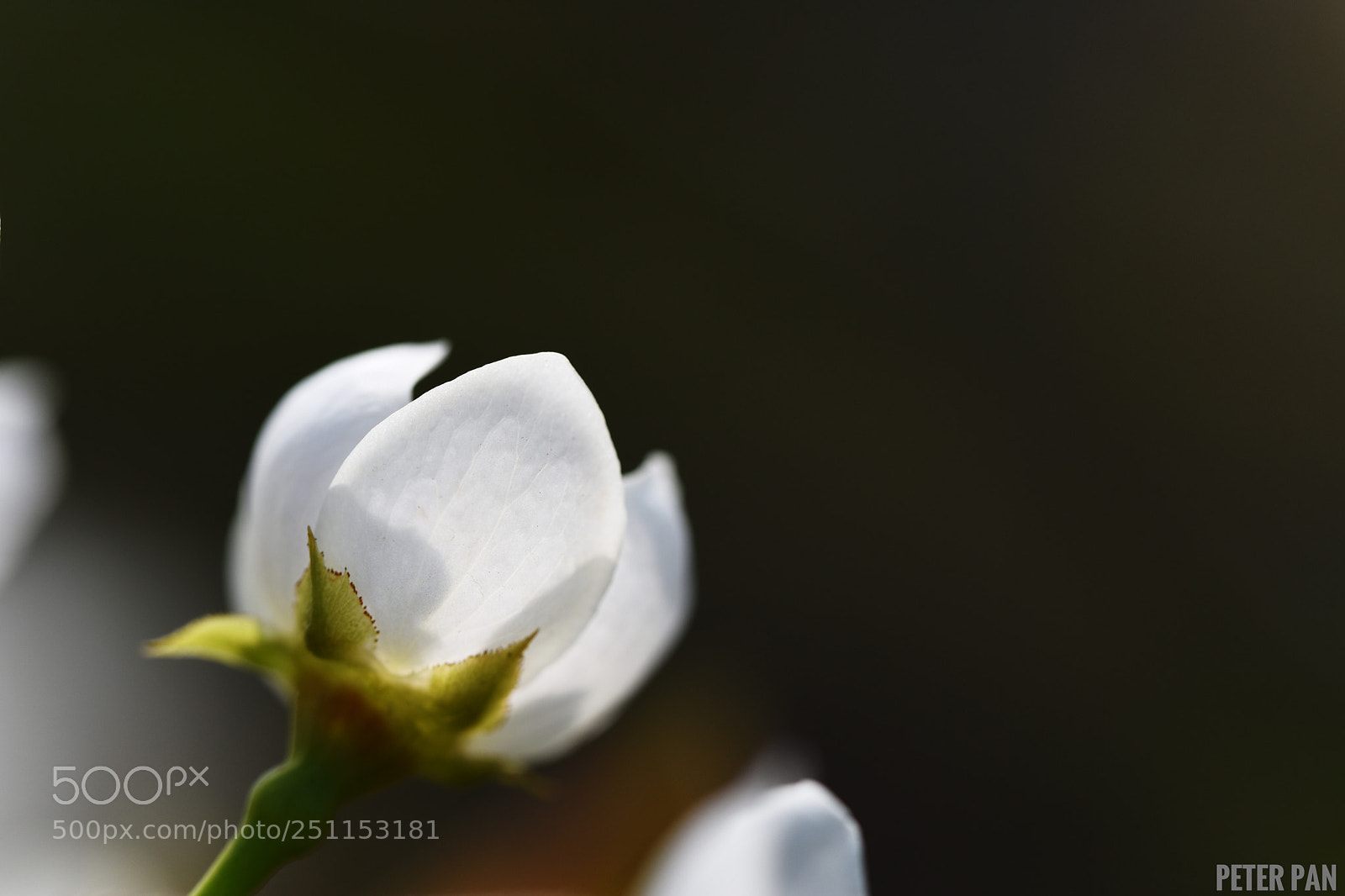 Nikon D810 sample photo. 梨花 photography