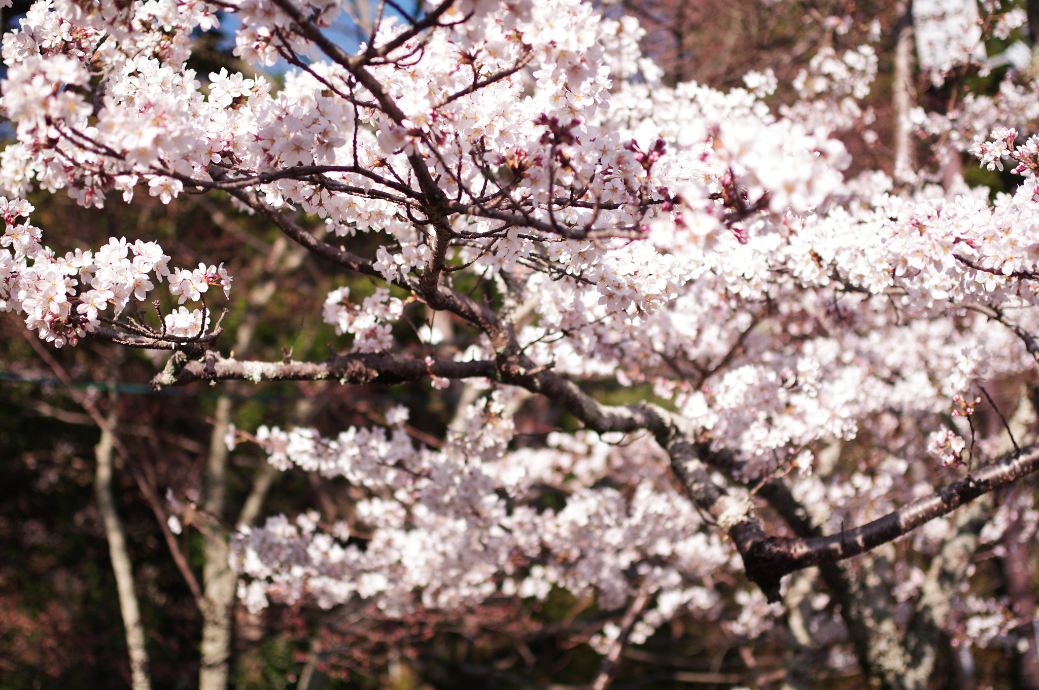 Pentax K-7 sample photo. Cherry blossoms photography