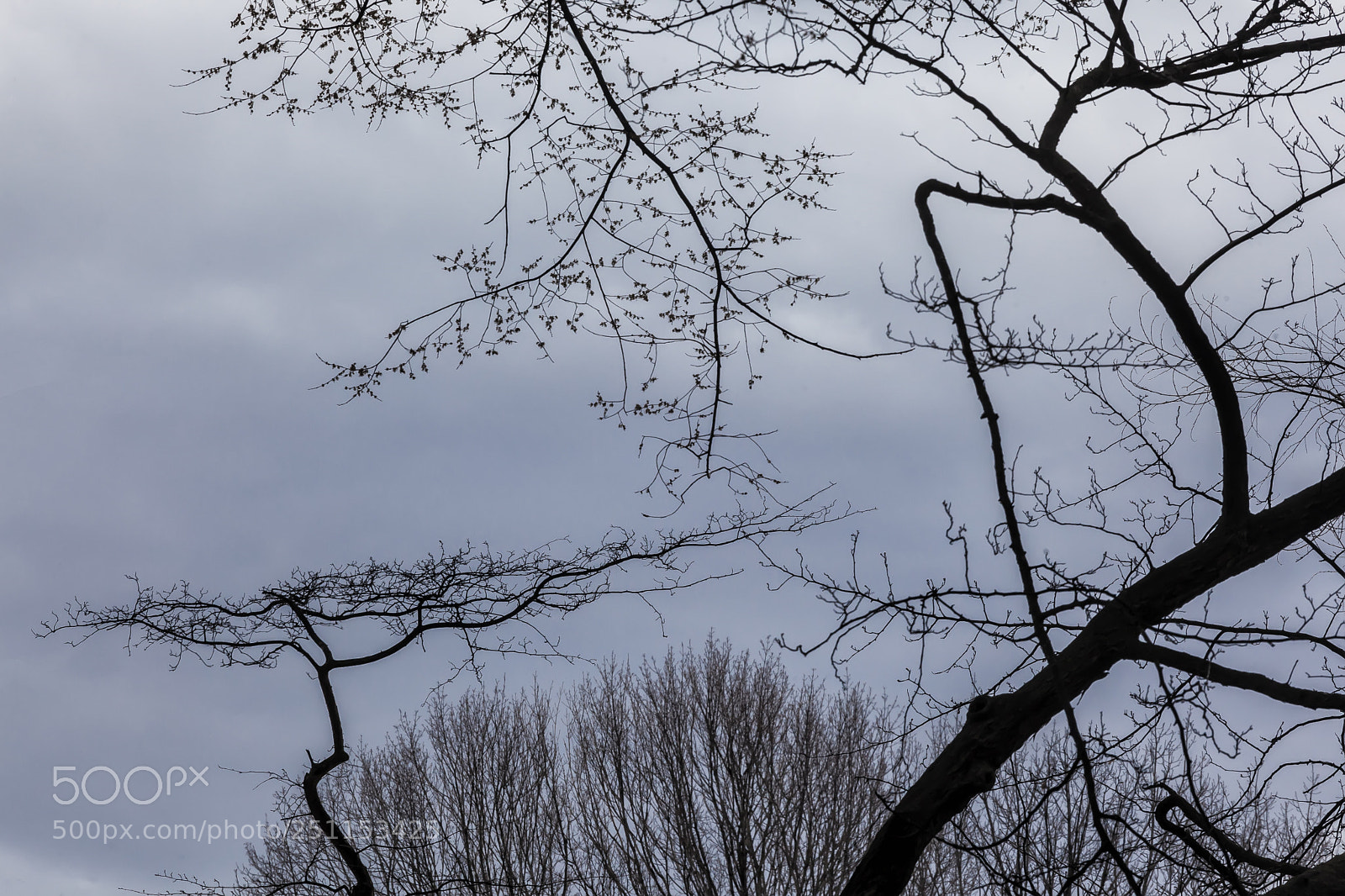 Canon EOS 5D Mark II sample photo. Trees sky and clouds photography
