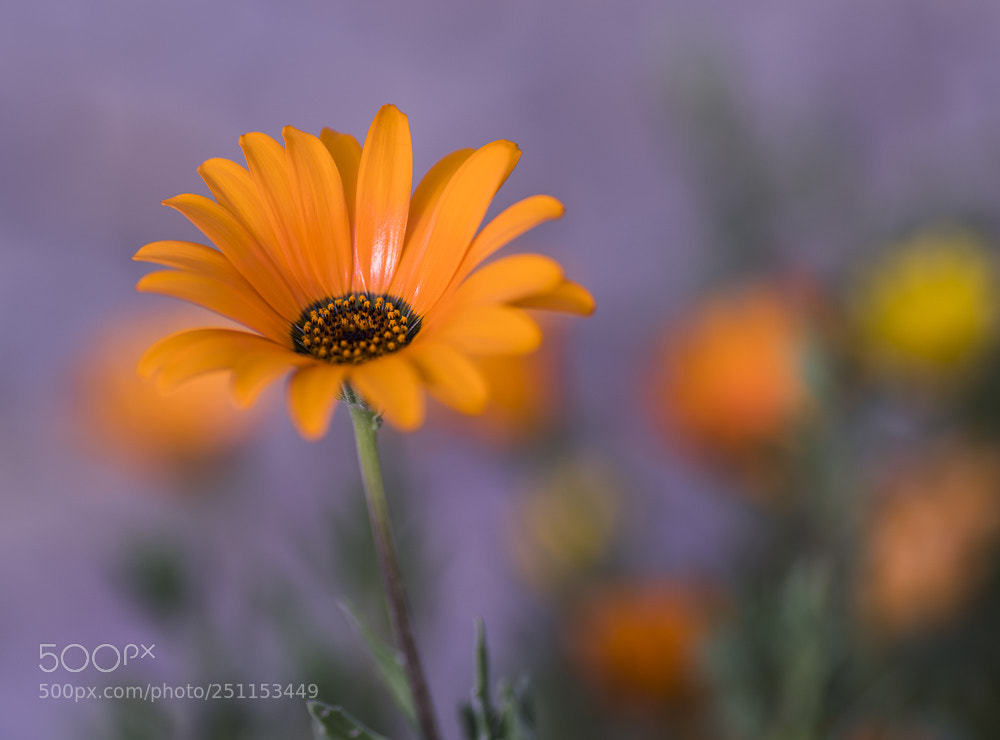 Nikon D850 sample photo. A small flower photography