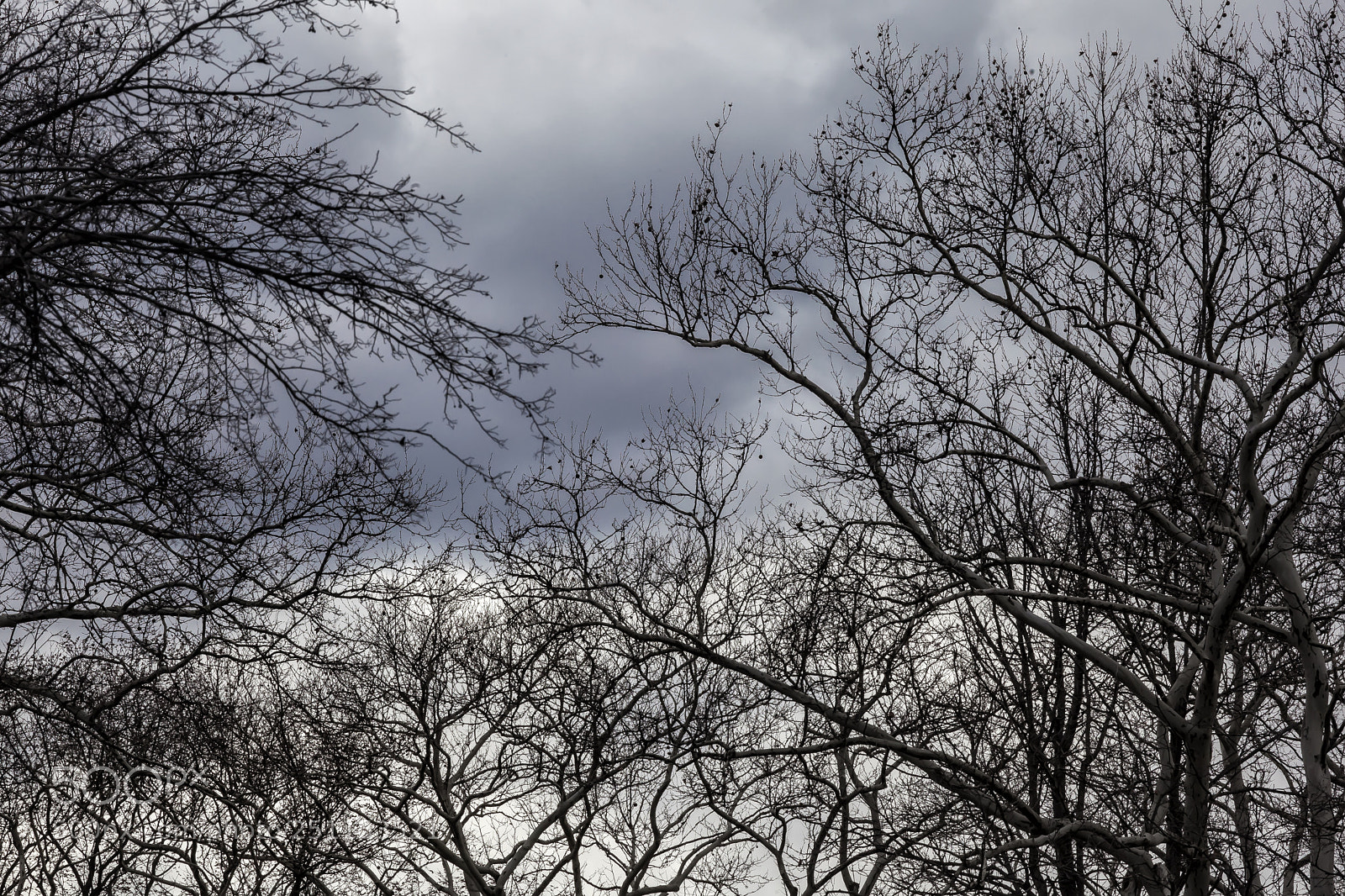 Canon EOS 5D Mark II sample photo. Trees sky and clouds photography
