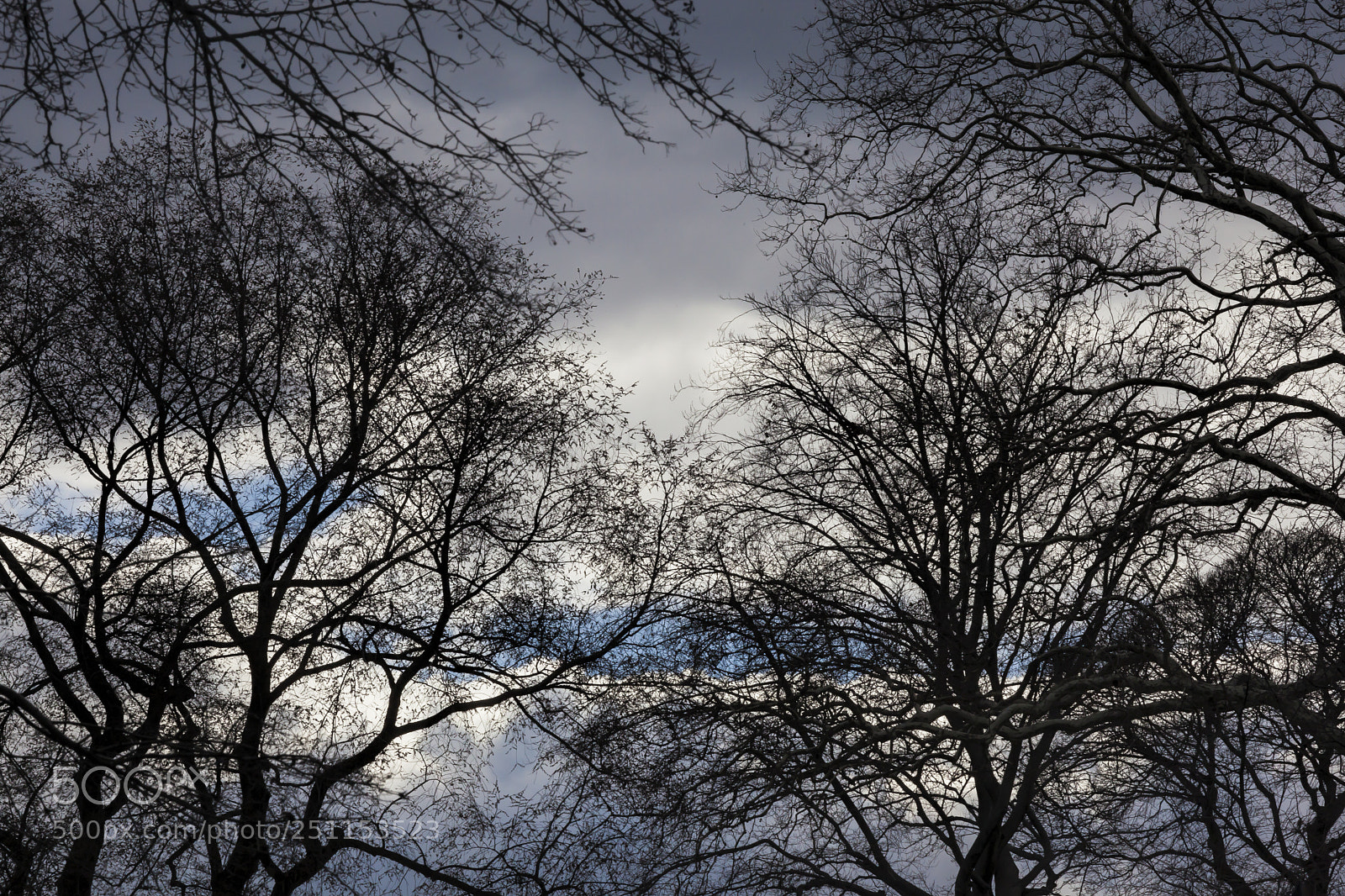 Canon EOS 5D Mark II sample photo. Trees clouds and sky photography