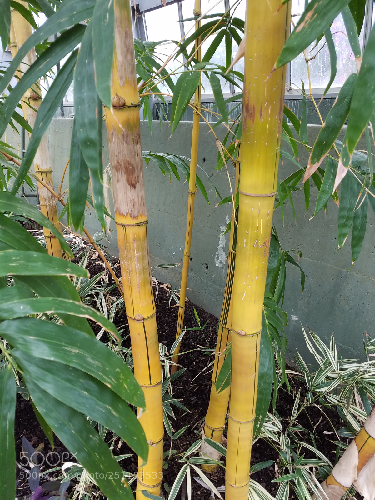 Samsung Galaxy S7 sample photo. Golden bamboo.jpg photography