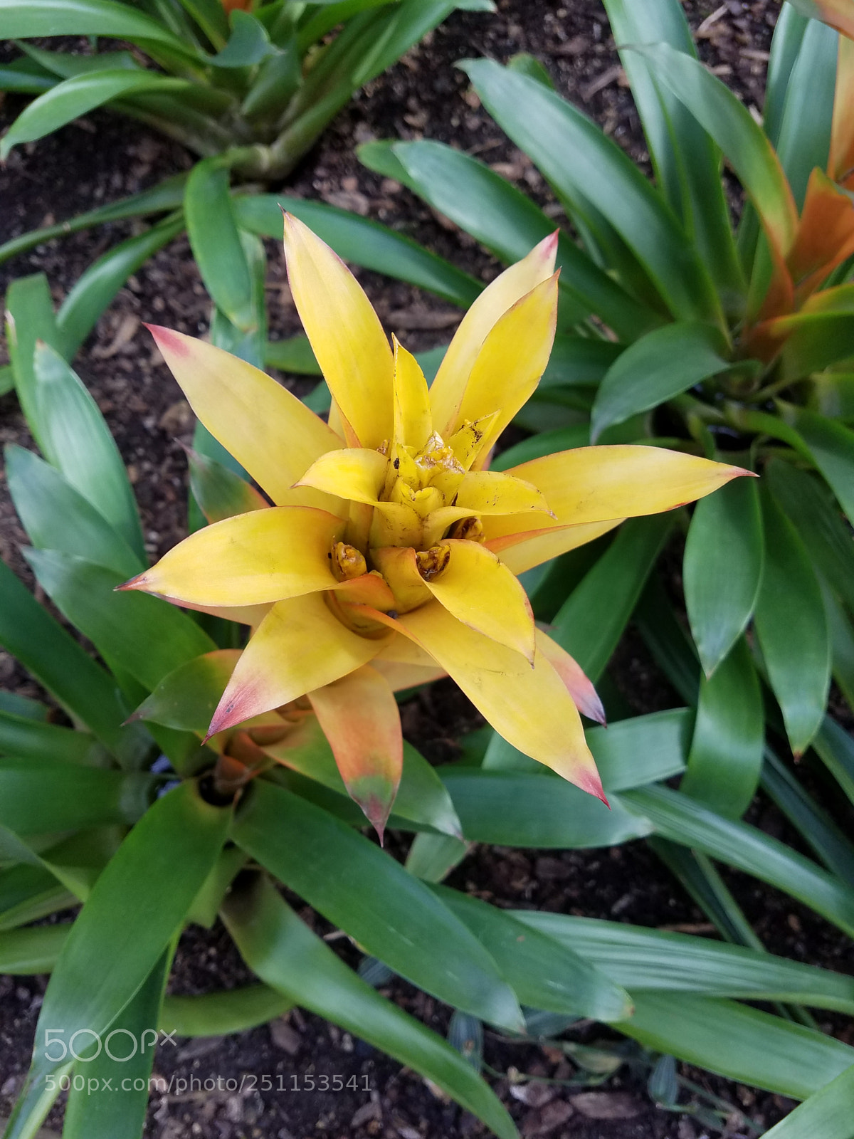 Samsung Galaxy S7 sample photo. Bromeliads photography
