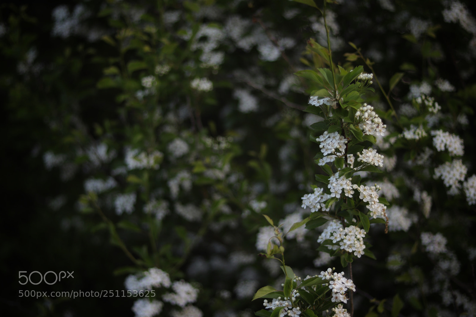 Canon EOS 77D (EOS 9000D / EOS 770D) sample photo. Hawthorn bush photography