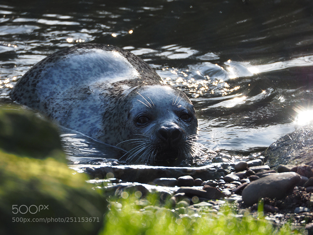 Olympus OM-D E-M5 II sample photo. Harbour seal peering out photography
