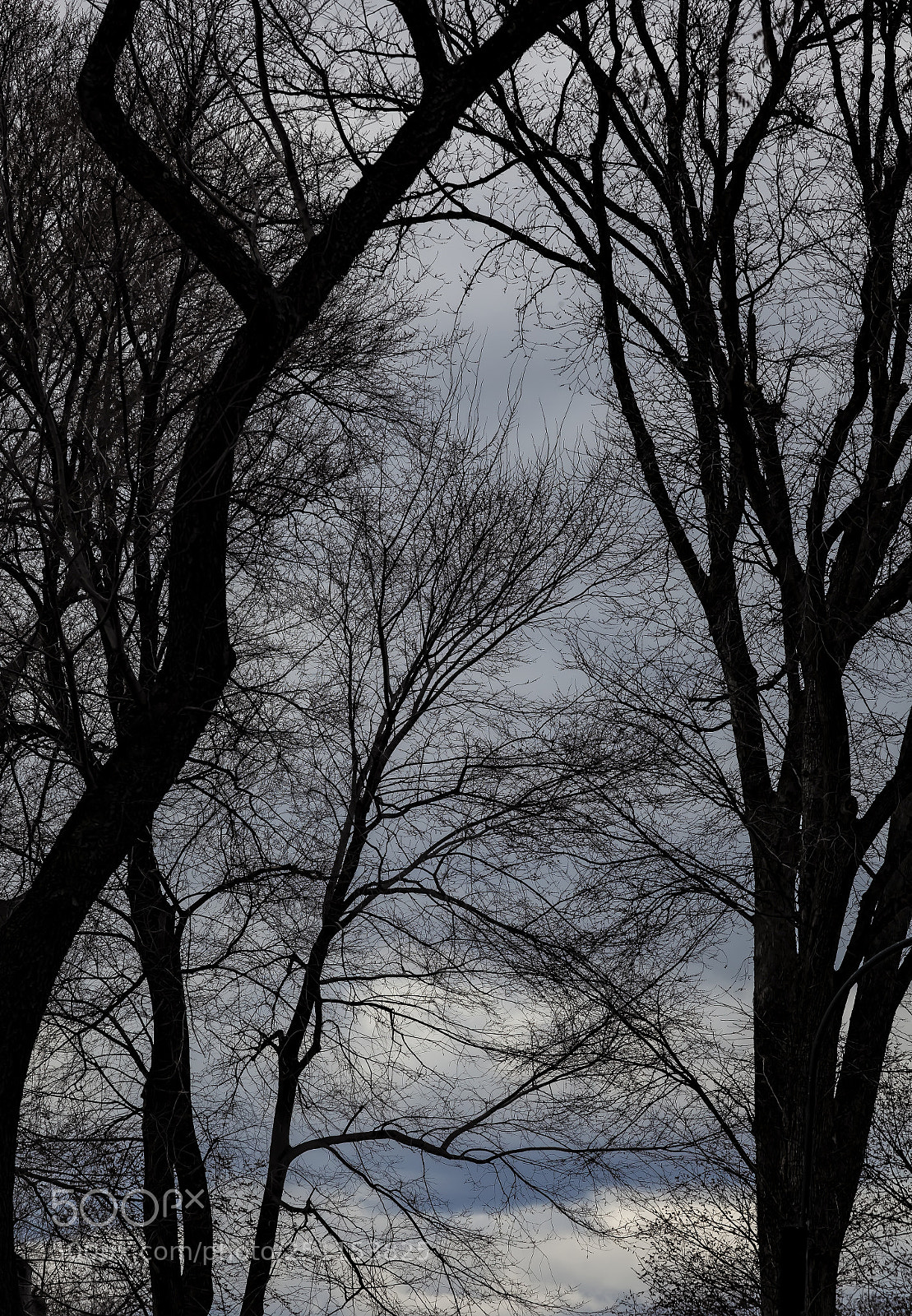 Canon EOS 5D Mark II sample photo. Trees clouds and sky photography