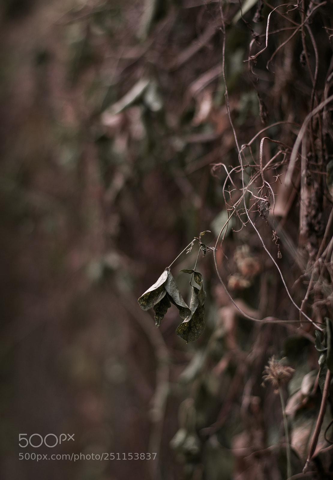 Canon EOS 70D sample photo. Las photography