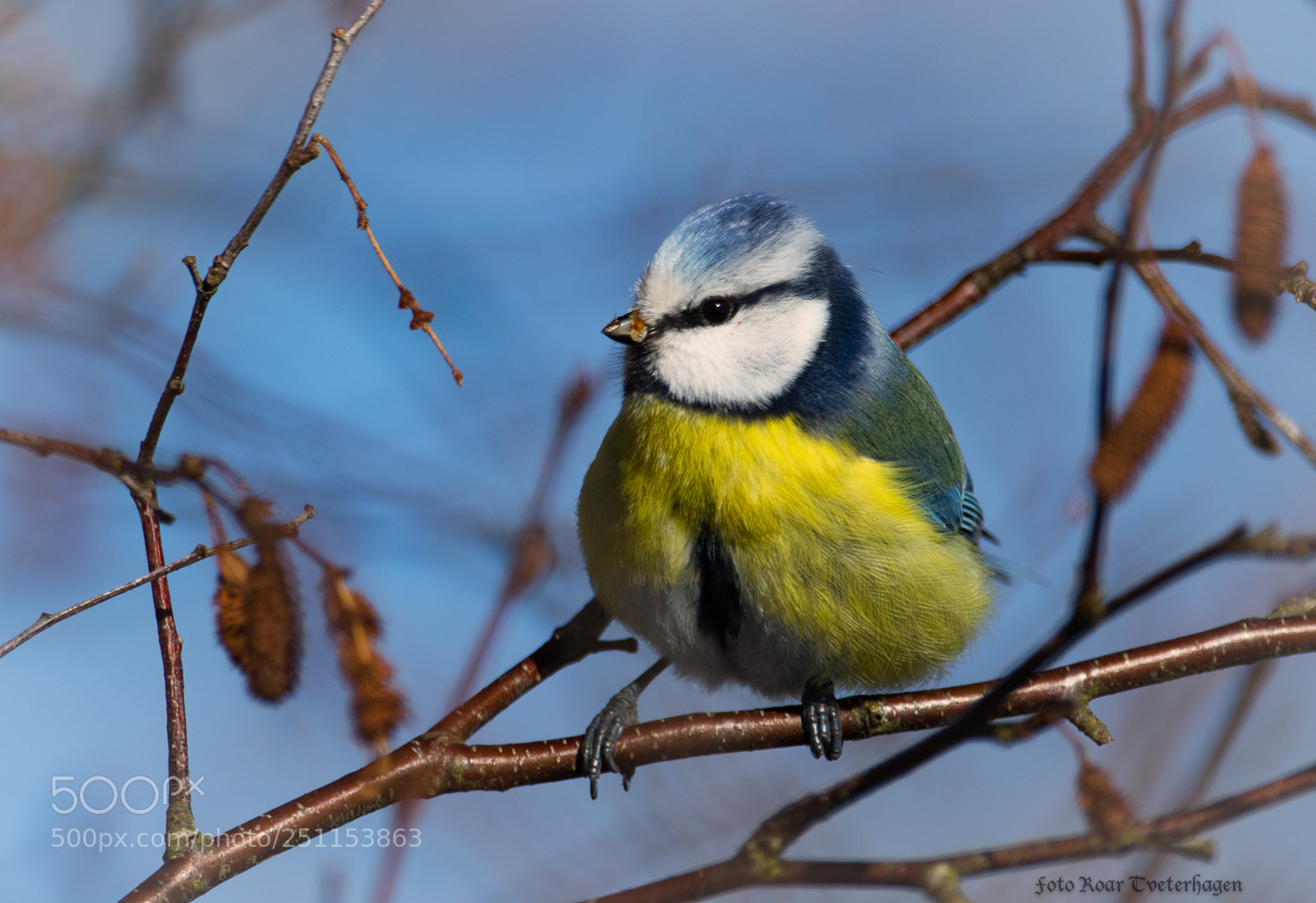 Canon EOS 7D Mark II sample photo. Eurasian blue tit photography