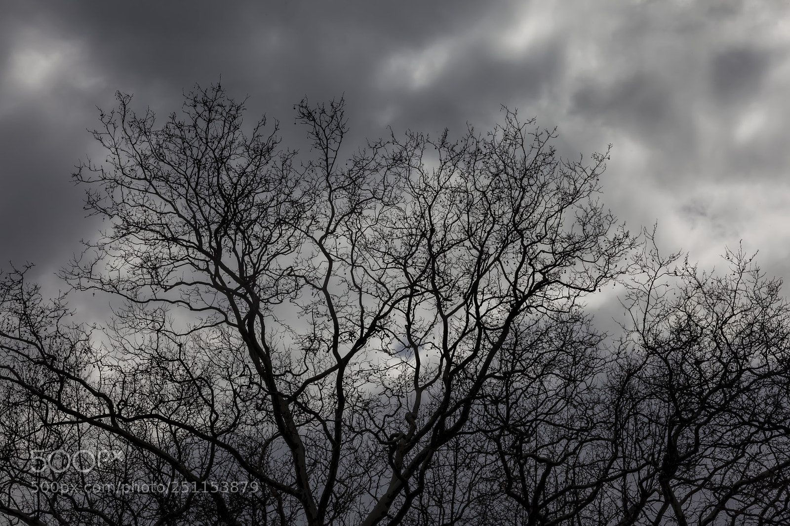 Canon EOS 5D Mark II sample photo. Trees clouds and sky photography