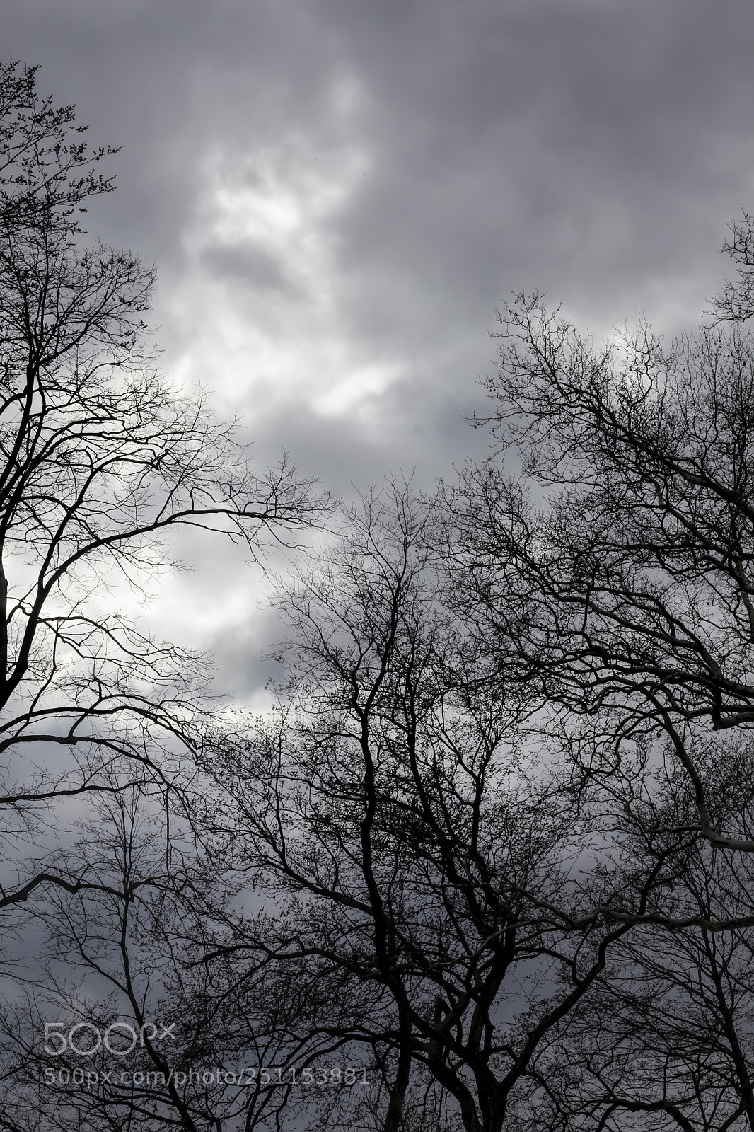 Canon EOS 5D Mark II sample photo. Trees clouds and sky photography