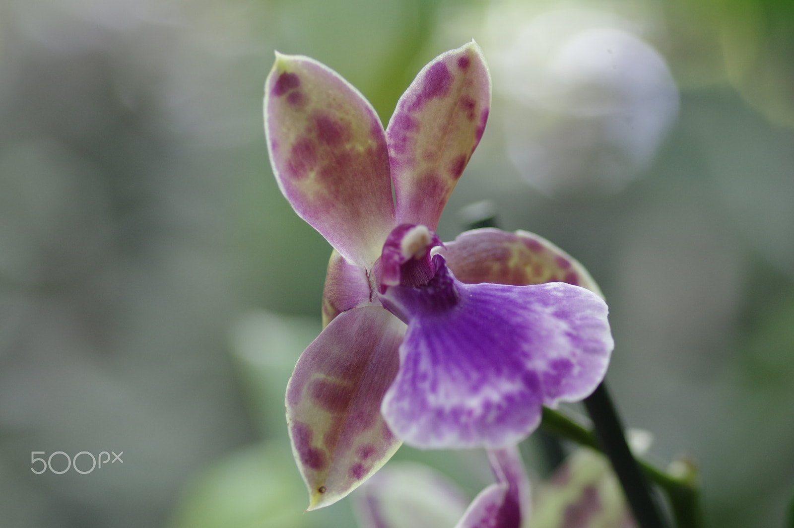 Pentax smc D-FA 100mm F2.8 Macro WR sample photo. Zygopetalum photography