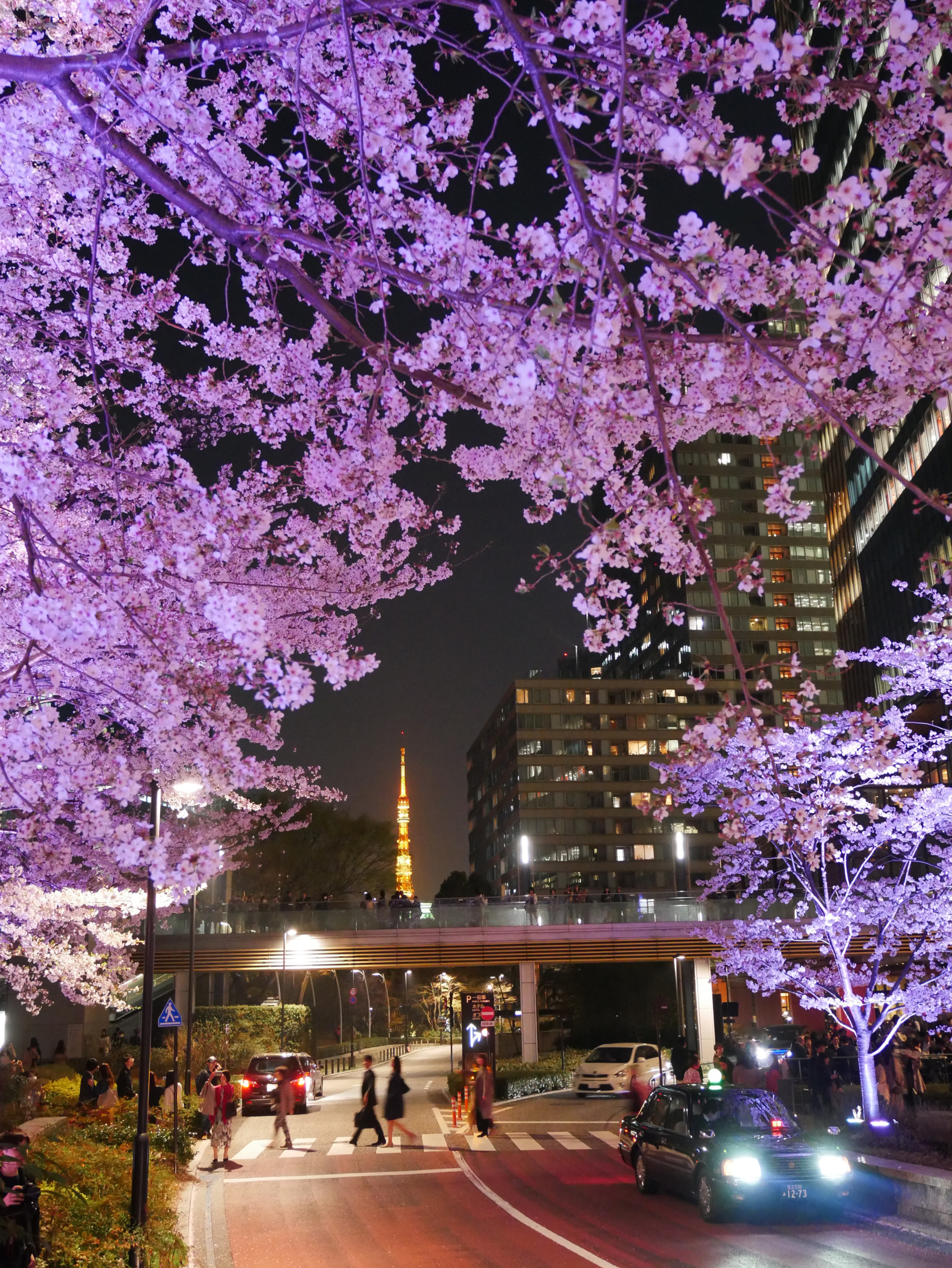 Panasonic Lumix DMC-GX85 (Lumix DMC-GX80 / Lumix DMC-GX7 Mark II) sample photo. Tokyo night sakura show photography