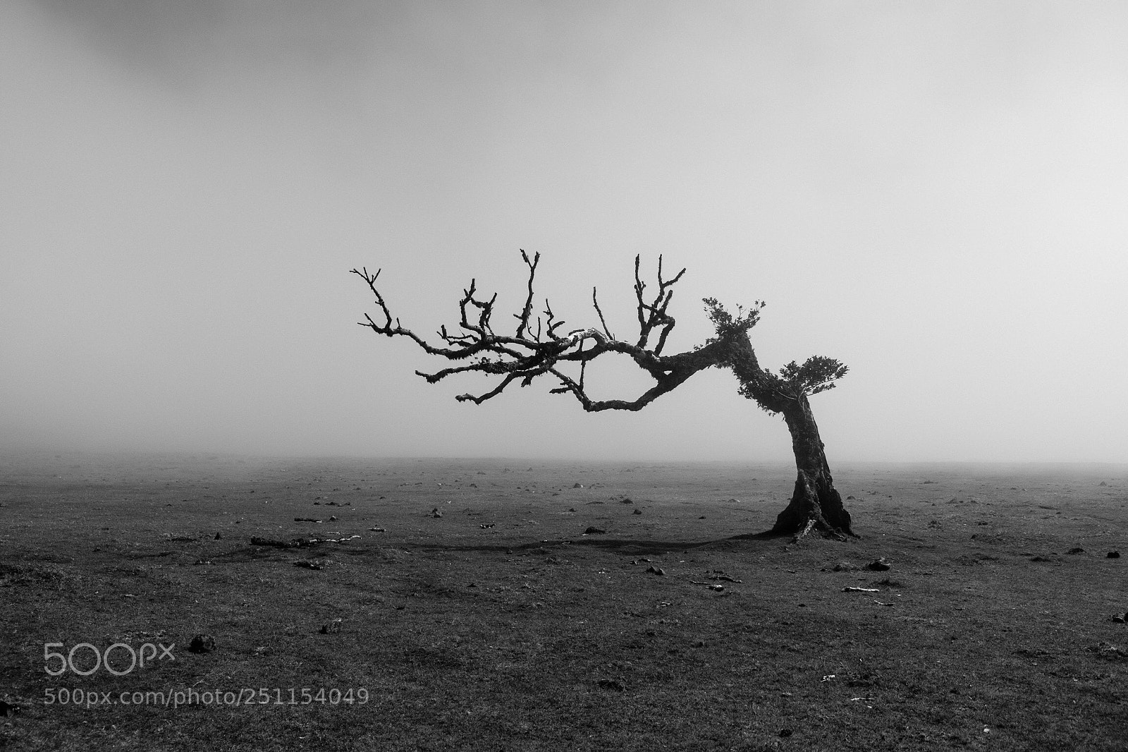 Fujifilm X-T20 sample photo. Old tree  photography