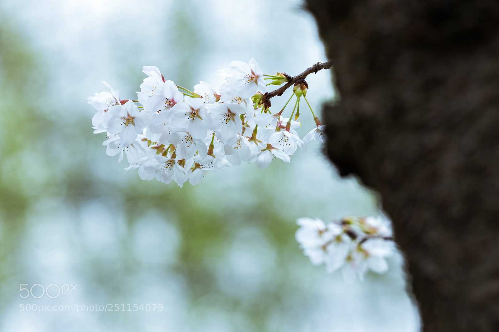 Canon EOS 80D sample photo. Cherry blossoms photography