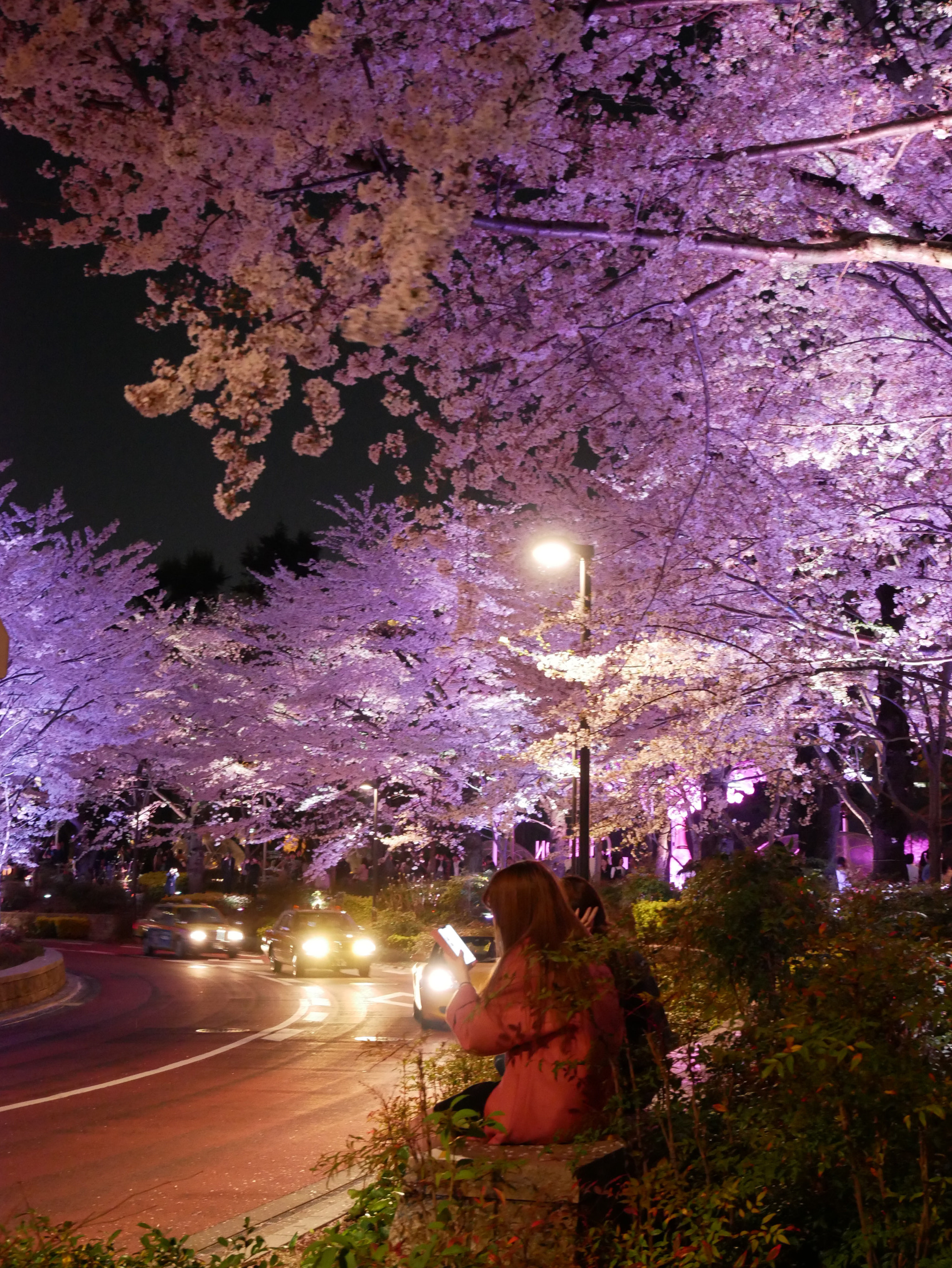 Panasonic Lumix DMC-GX85 (Lumix DMC-GX80 / Lumix DMC-GX7 Mark II) sample photo. Tokyo sakura night show photography