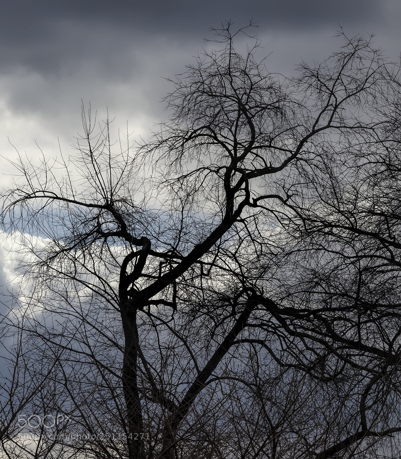 Canon EOS 5D Mark II sample photo. Trees clouds and sky photography