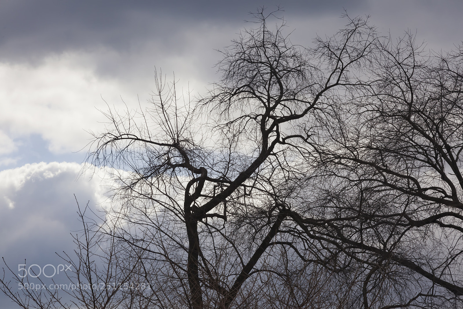Canon EOS 5D Mark II sample photo. Trees clouds and sky photography