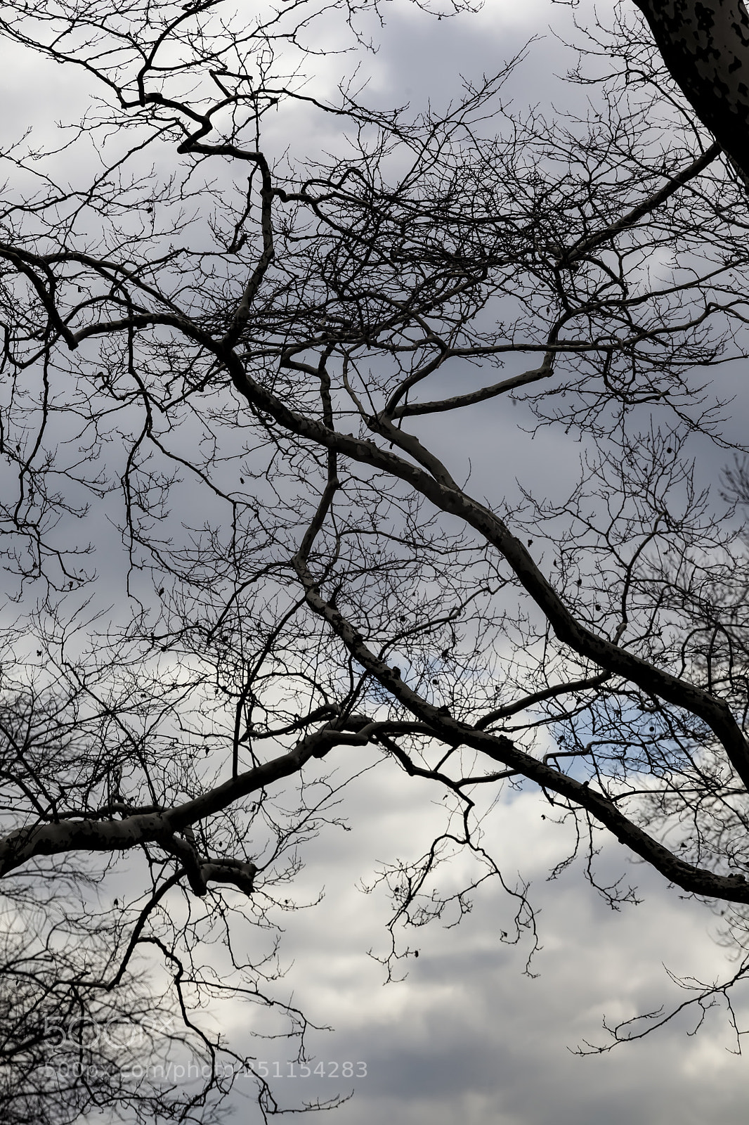 Canon EOS 5D Mark II sample photo. Trees clouds and sky photography
