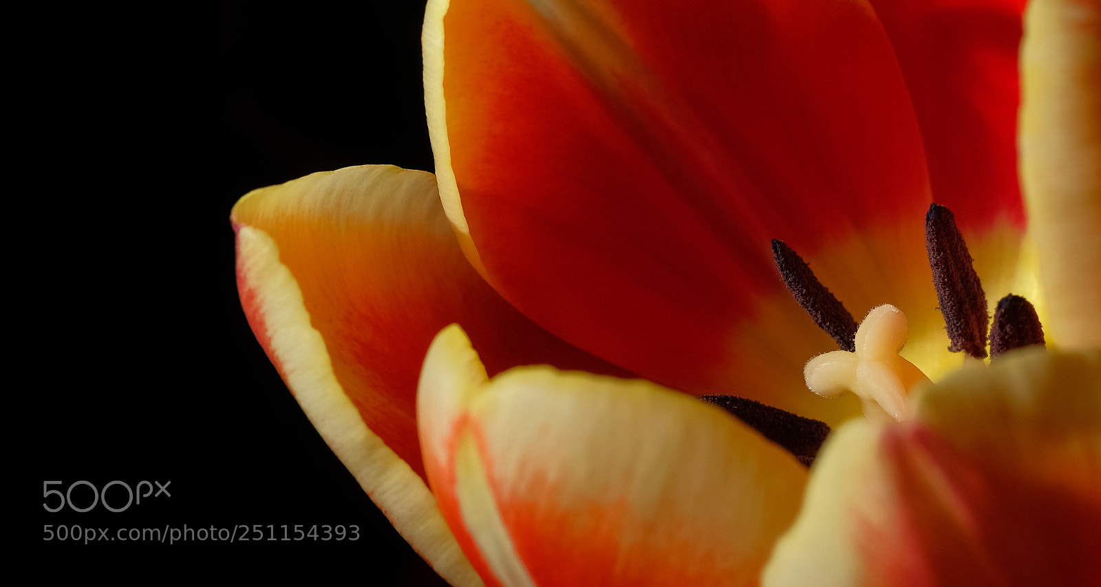 Fujifilm X100F sample photo. Tulip photography