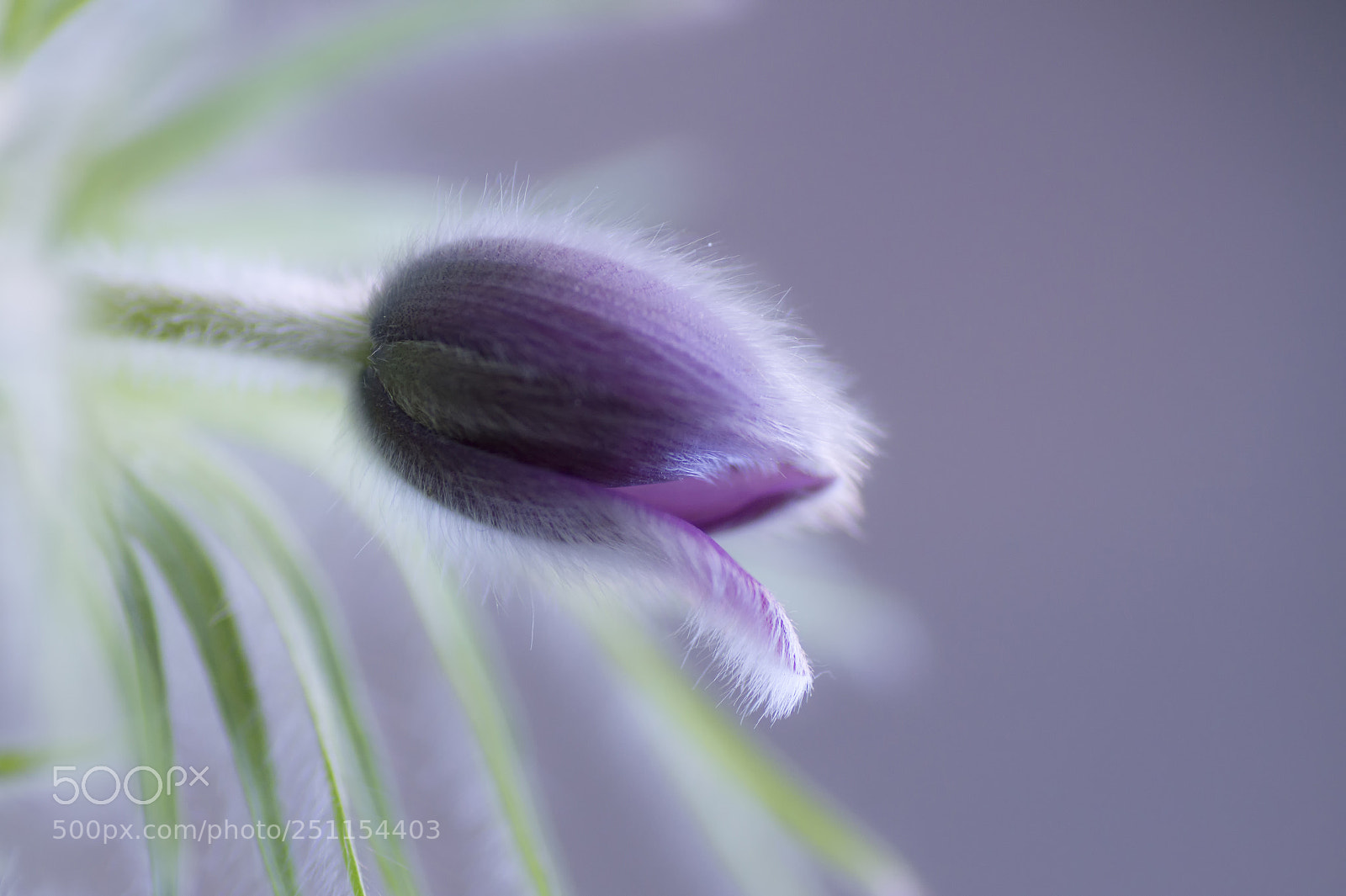 Sony SLT-A58 sample photo. Hairy beauty photography