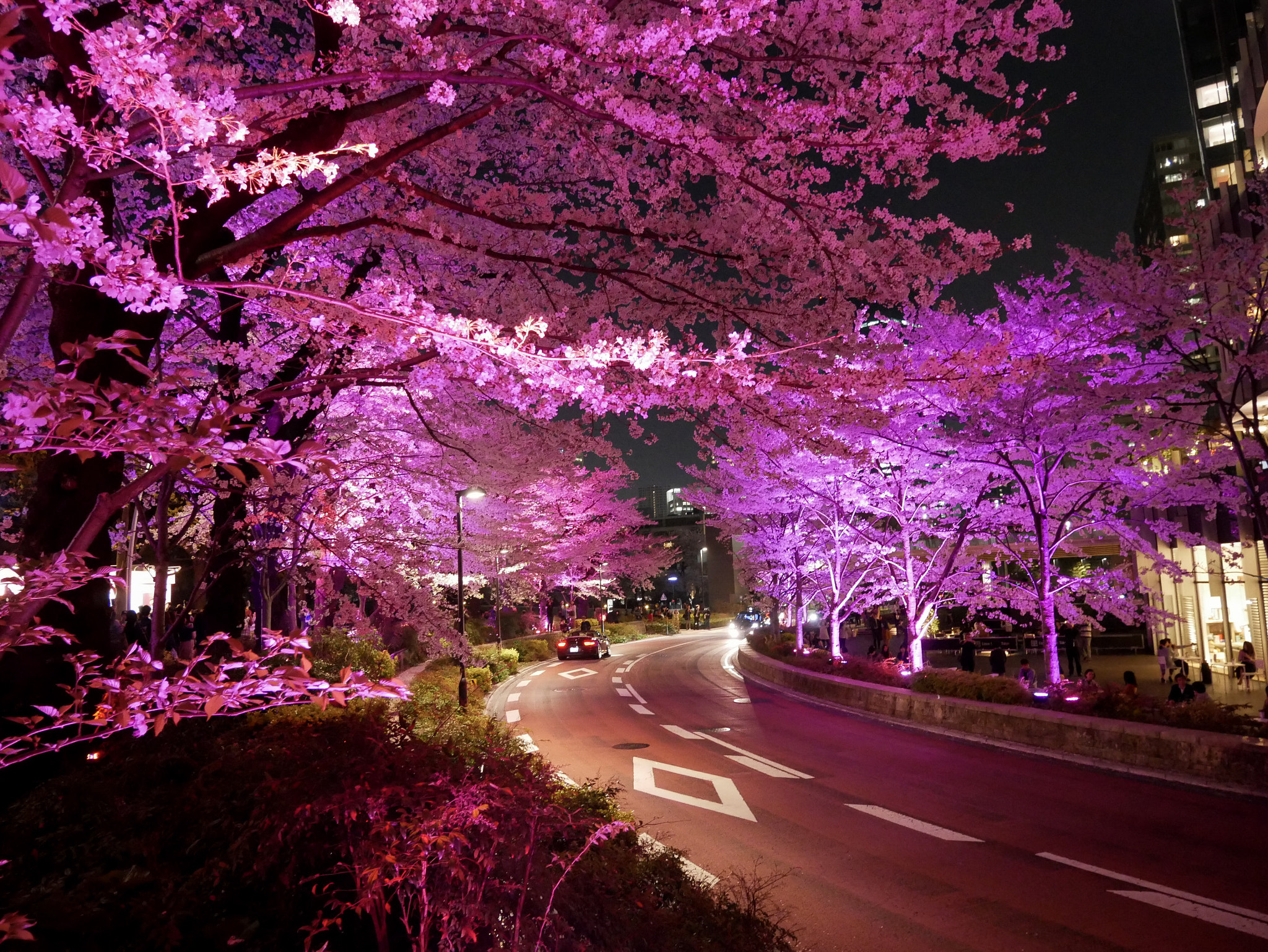 Panasonic Lumix DMC-GX85 (Lumix DMC-GX80 / Lumix DMC-GX7 Mark II) sample photo. Tokyo sakura night show photography