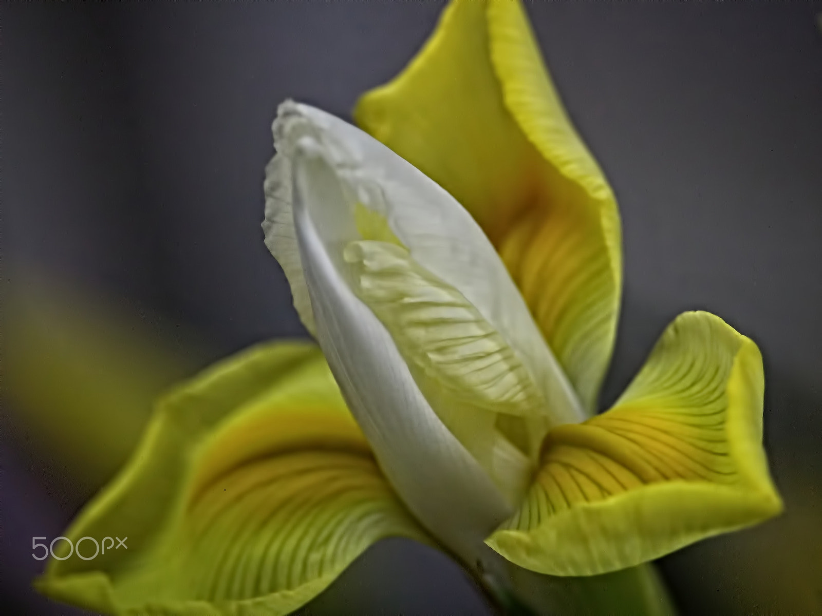 Canon EF-S 55-250mm F4-5.6 IS STM sample photo. Květ... photography