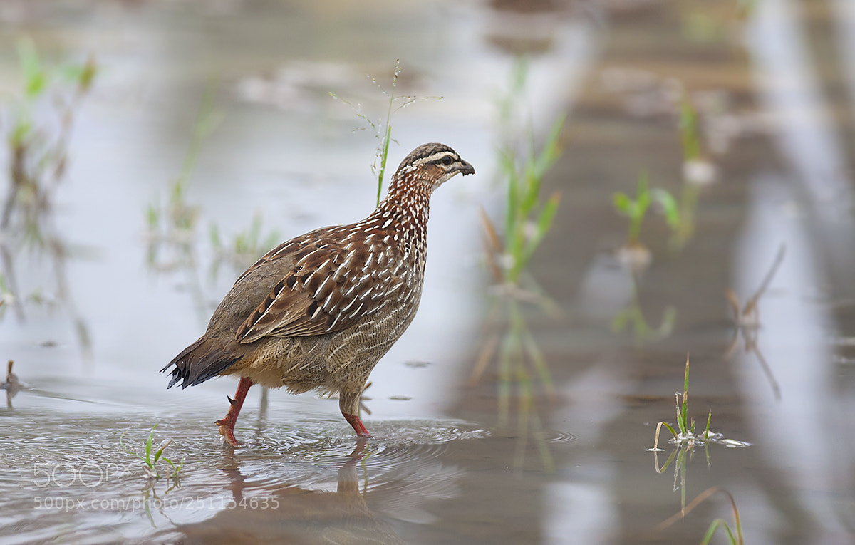 Canon EOS-1D Mark III sample photo. Wetland walk photography