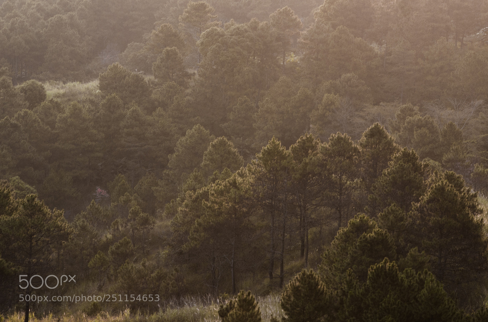 Nikon D7000 sample photo. Pine forest. photography