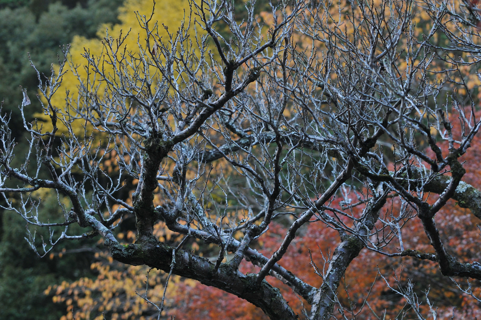 Nikon D300 sample photo