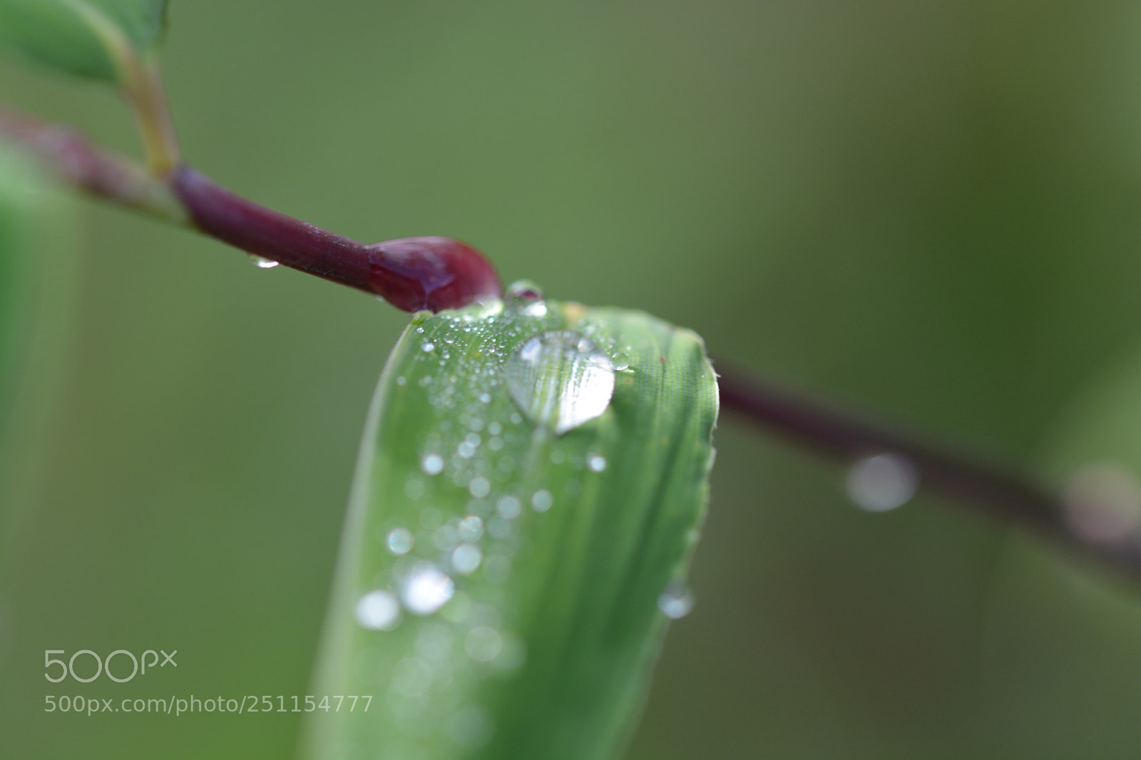 Nikon D5200 sample photo. Lo bello de lo photography