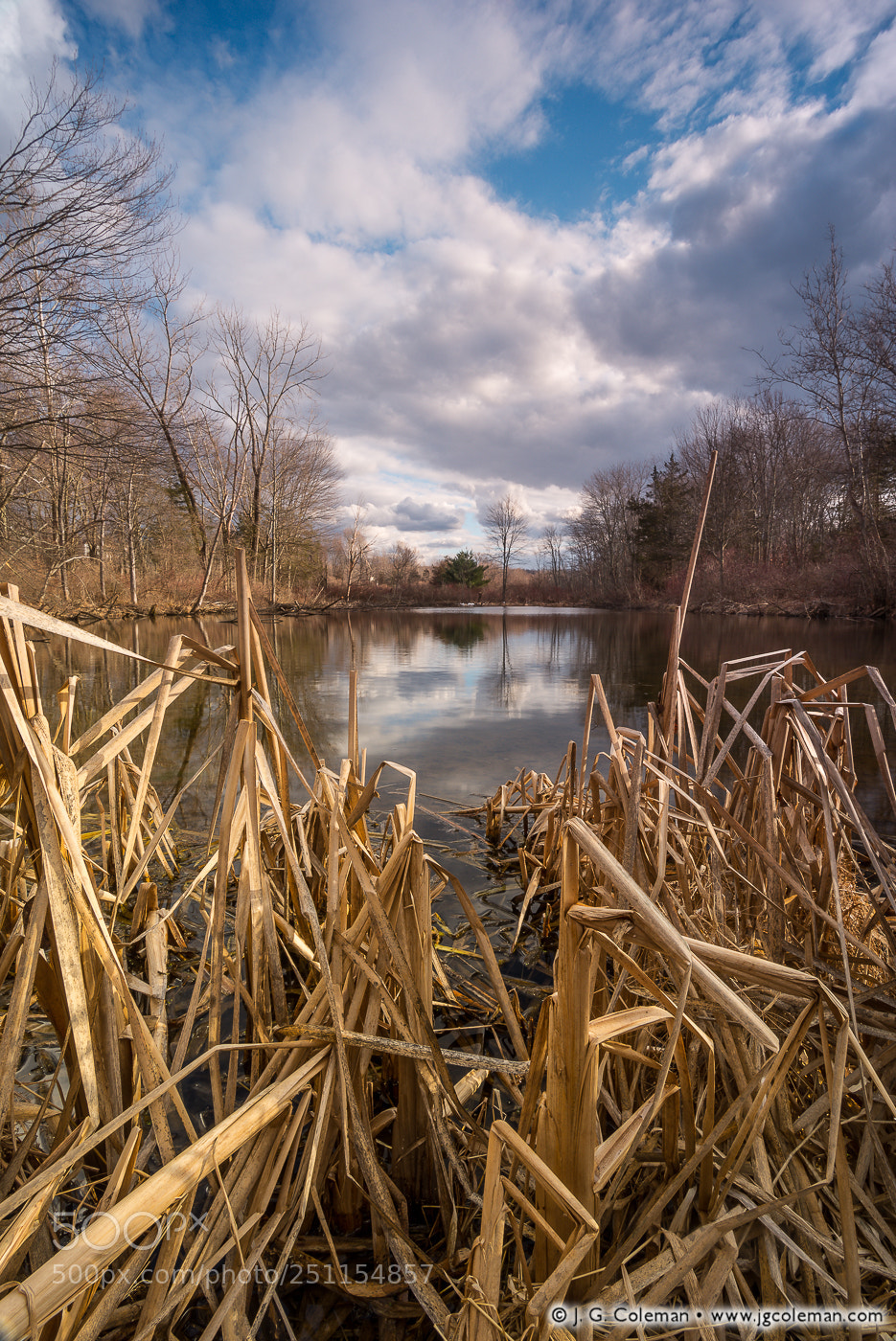 Nikon D610 sample photo. Springtime longing photography