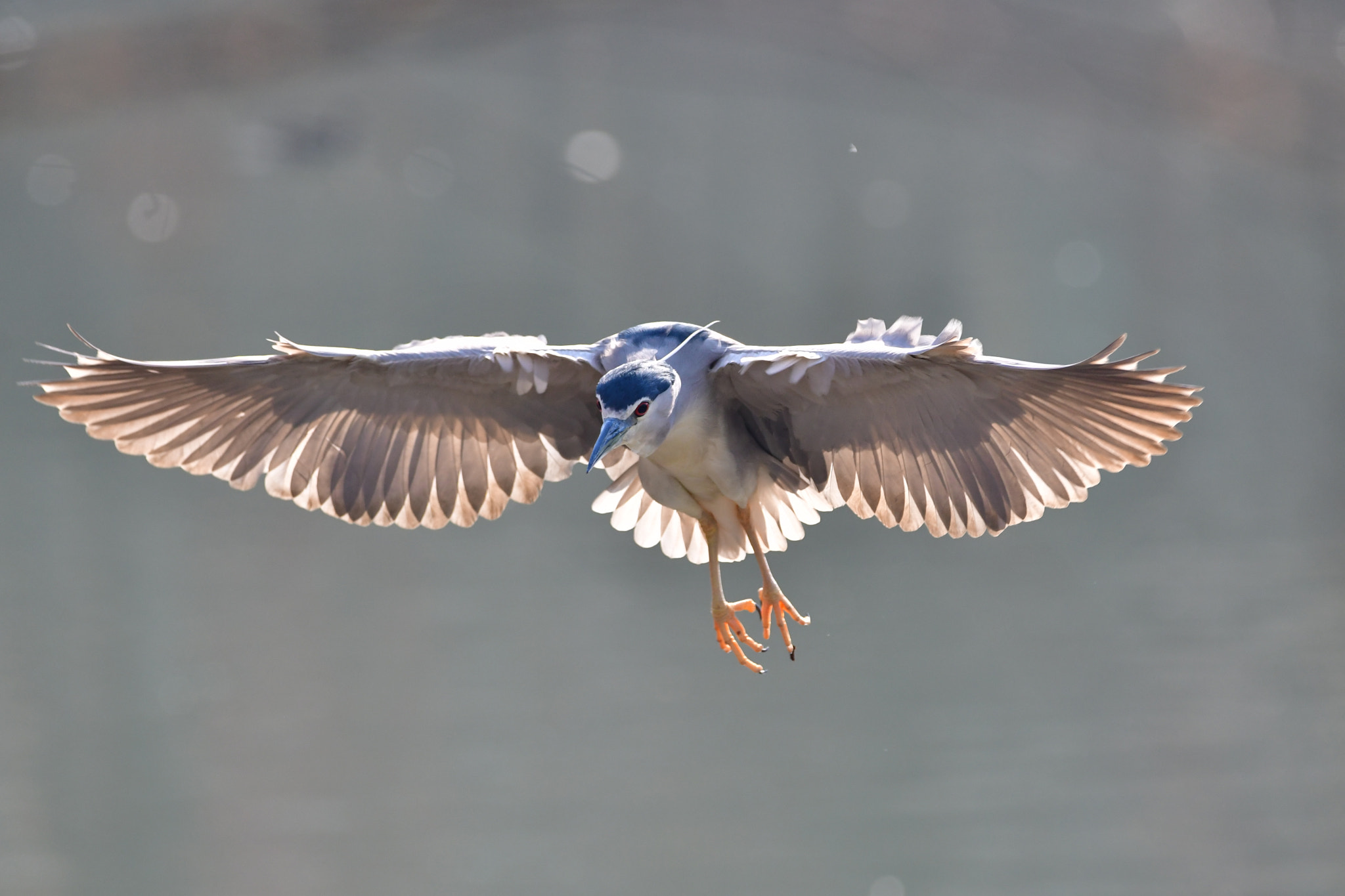 Sigma 150-600mm F5-6.3 DG OS HSM | C sample photo. Sunshine photography