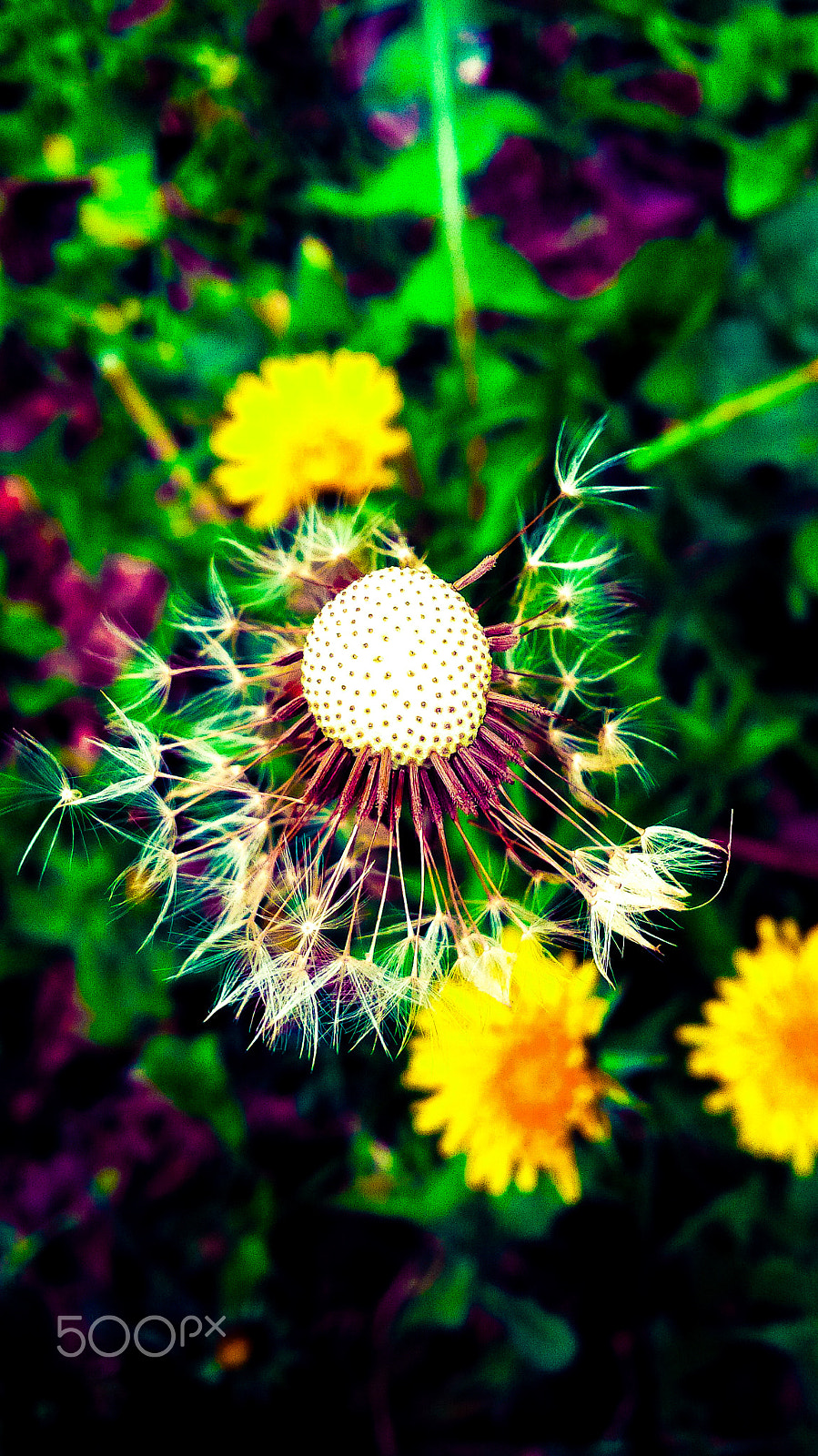 BlackBerry Z10 sample photo. Dandelions photography