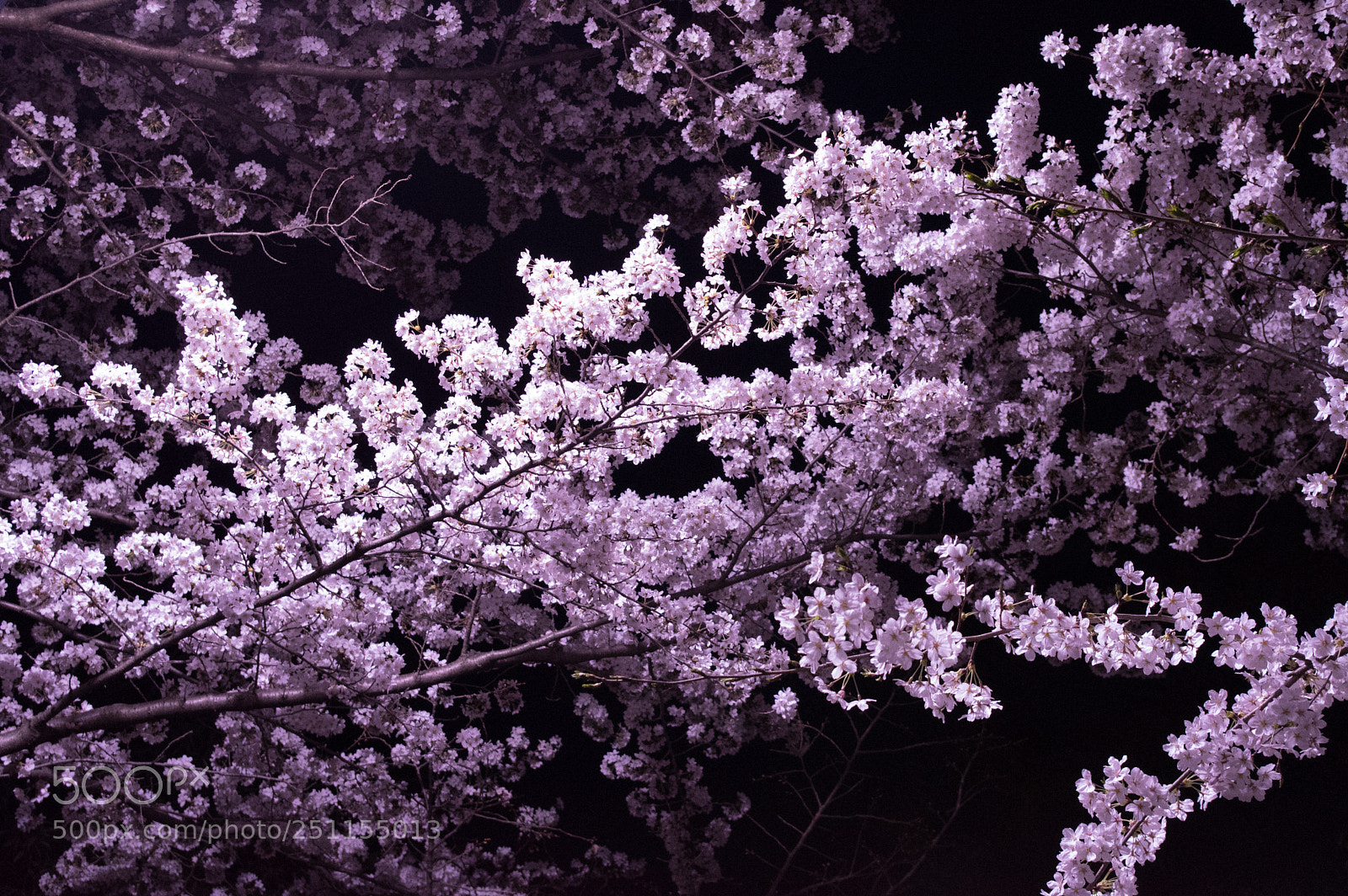 Pentax KP sample photo. Night blossom photography