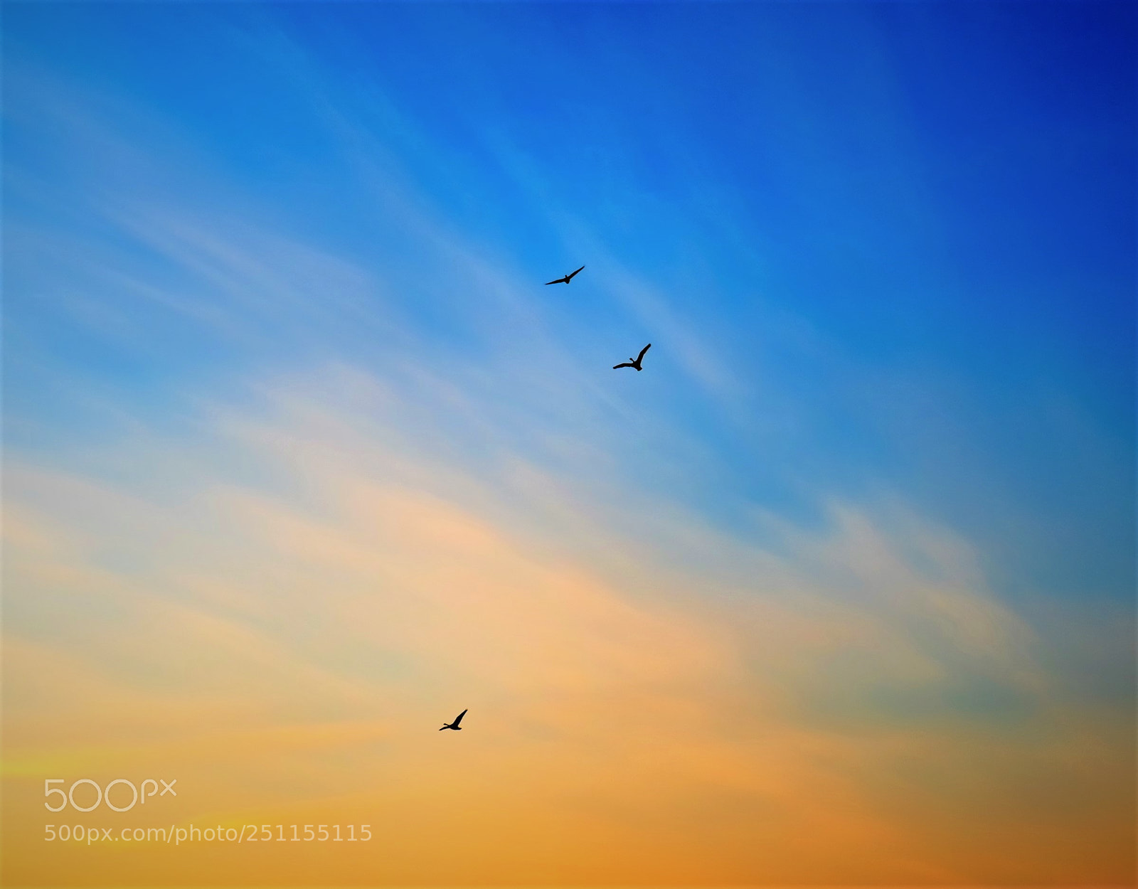 Olympus OM-D E-M5 II sample photo. Birds in the sky photography